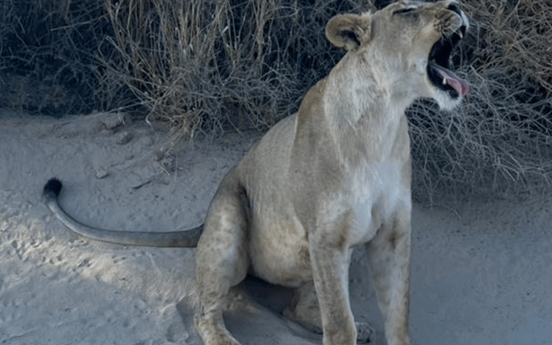 Pride & Progress: Inside the Kgalagadi’s Desert Lion Survey