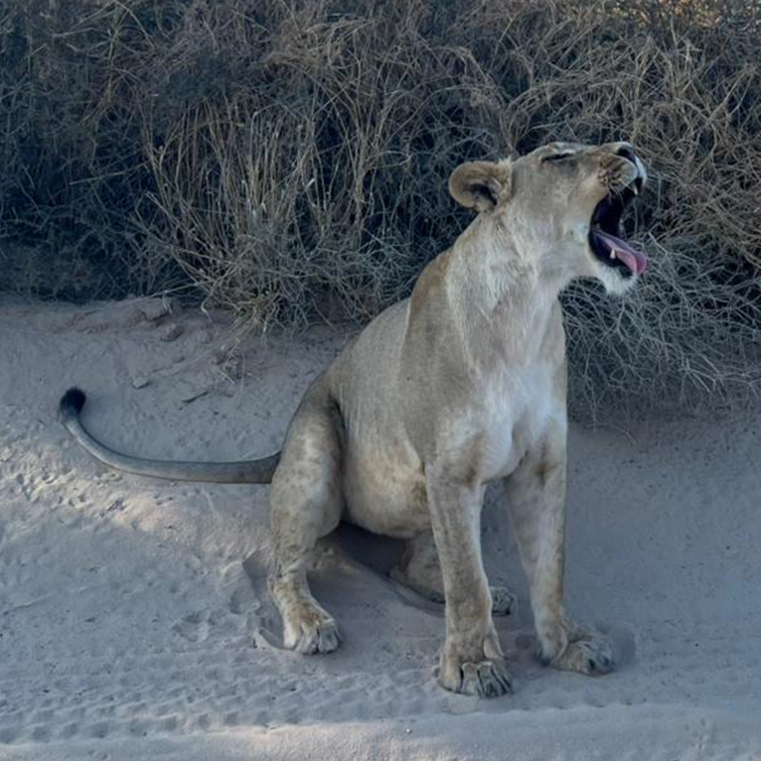 Pride & Progress: Inside the Kgalagadi’s Desert Lion Survey