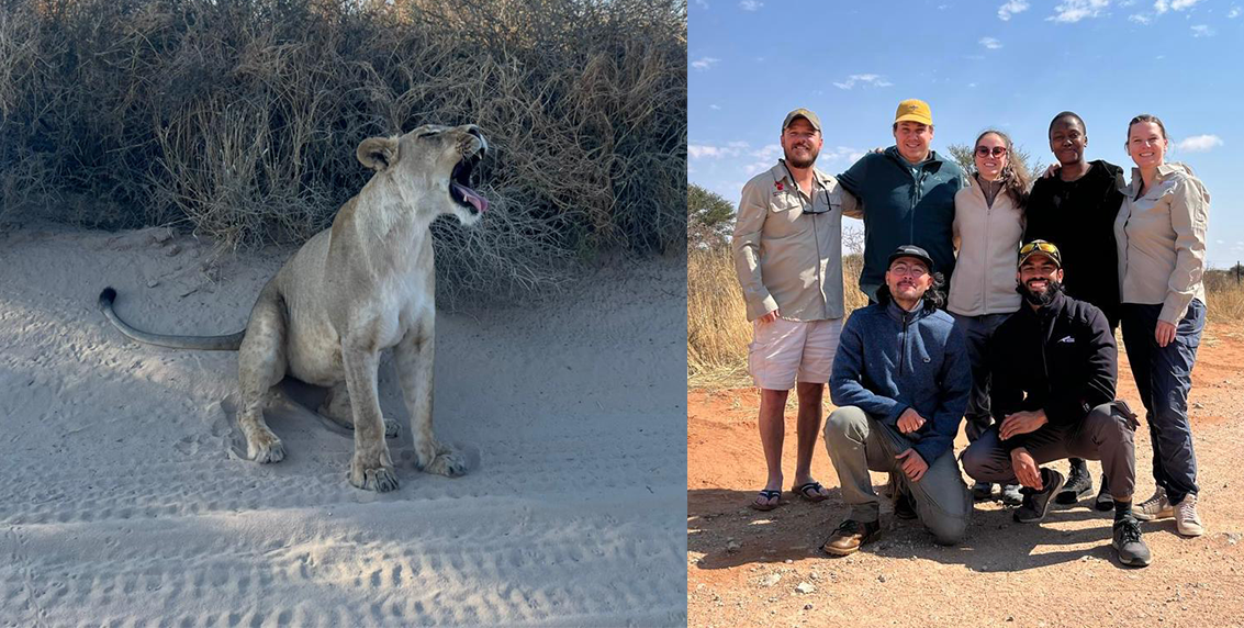 desert lions photographed during Kgalagadi lion population survey