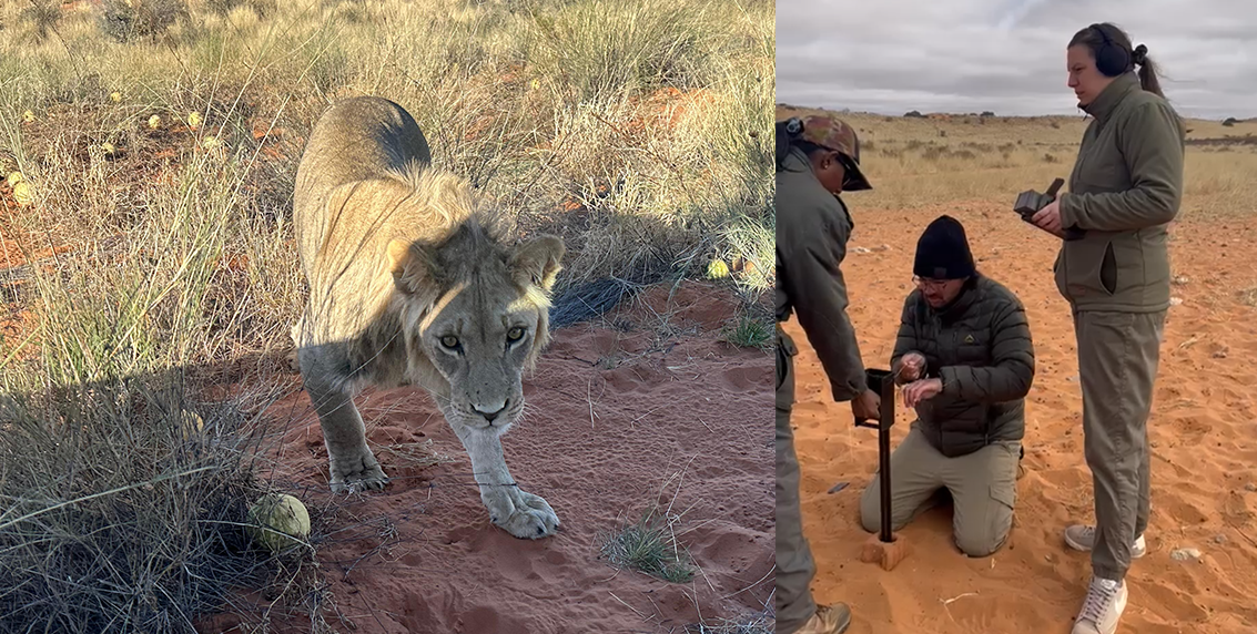 camera trap image from Kgalagadi lion population survey