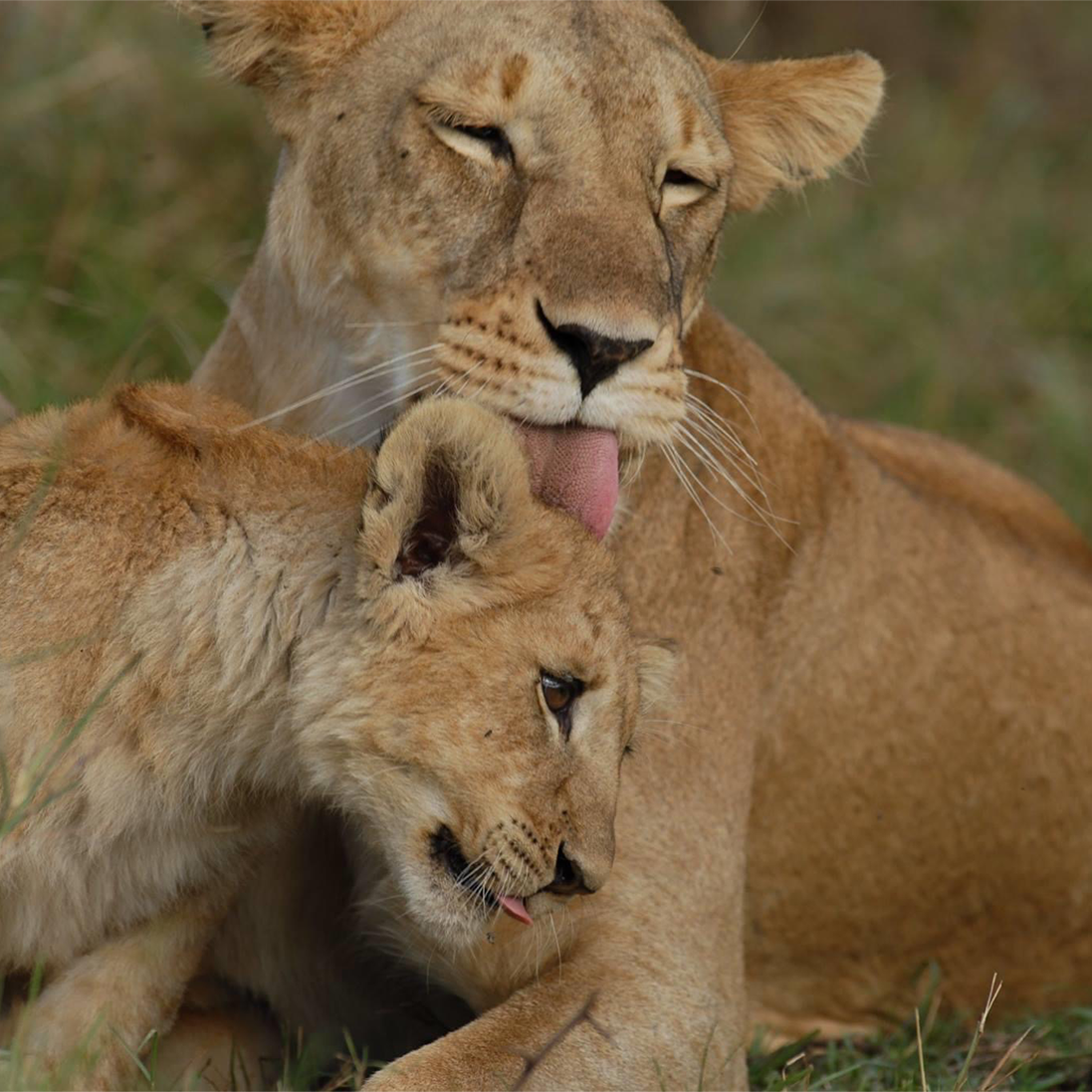 Lions: a year of success, collaboration and testing new ideas