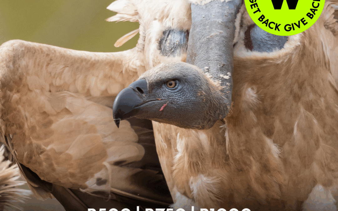 Shop. Swipe. Support Conservation – The Power of the MySchool Card