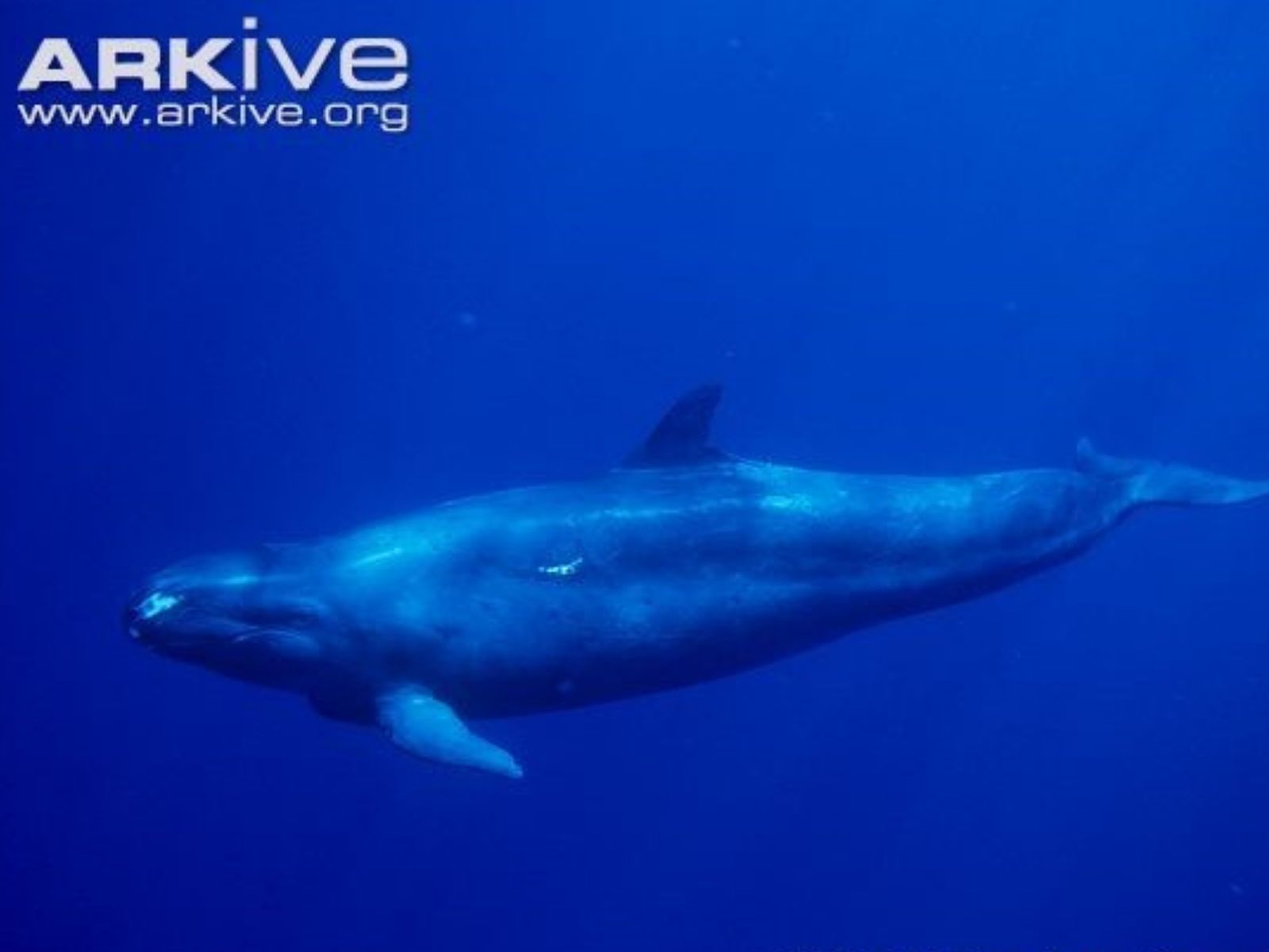 Bushveld elephant shrews Elephantulus intufi occur on Kalahari sands
