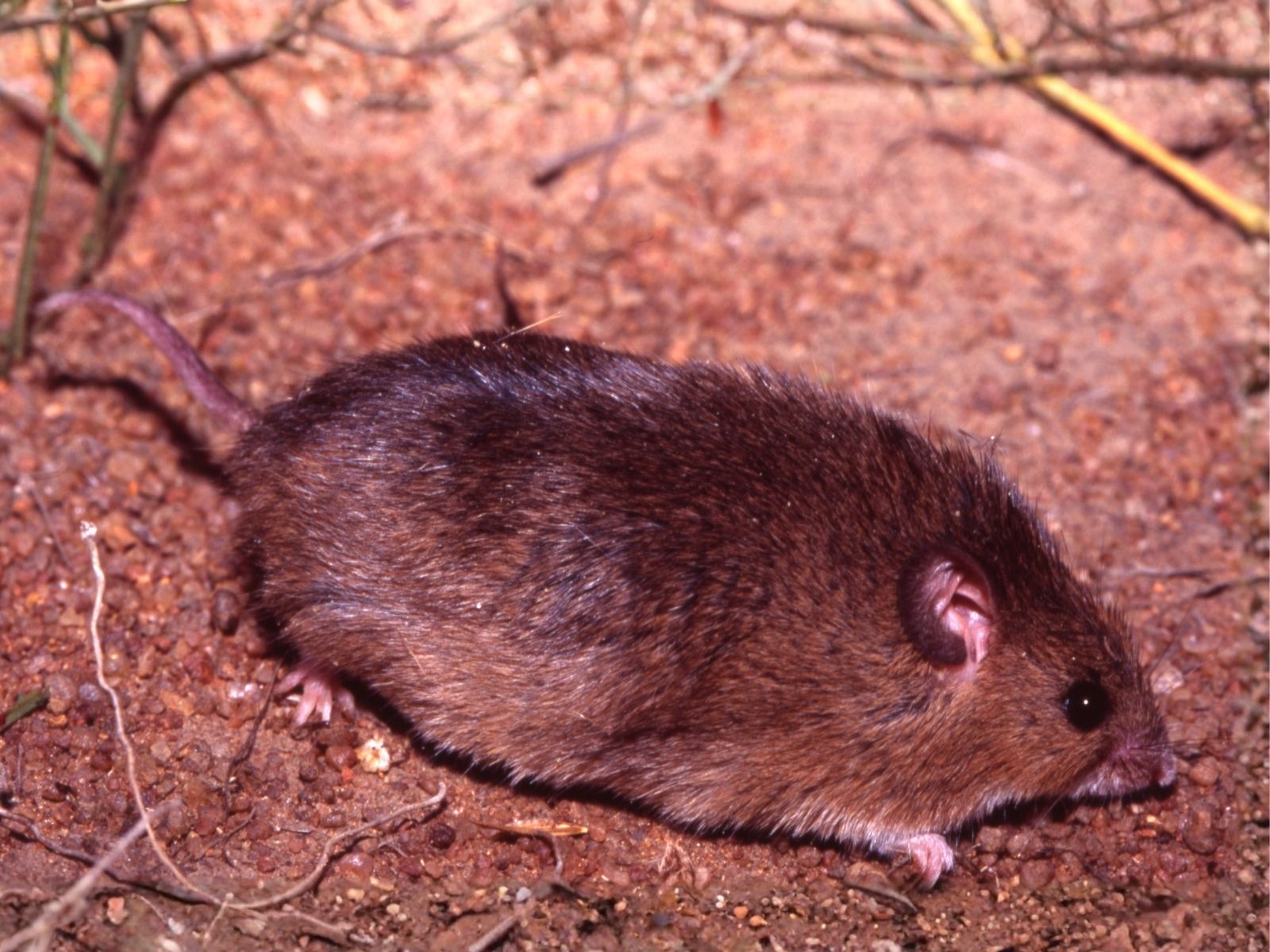 Bushveld elephant shrews Elephantulus intufi occur on Kalahari sands