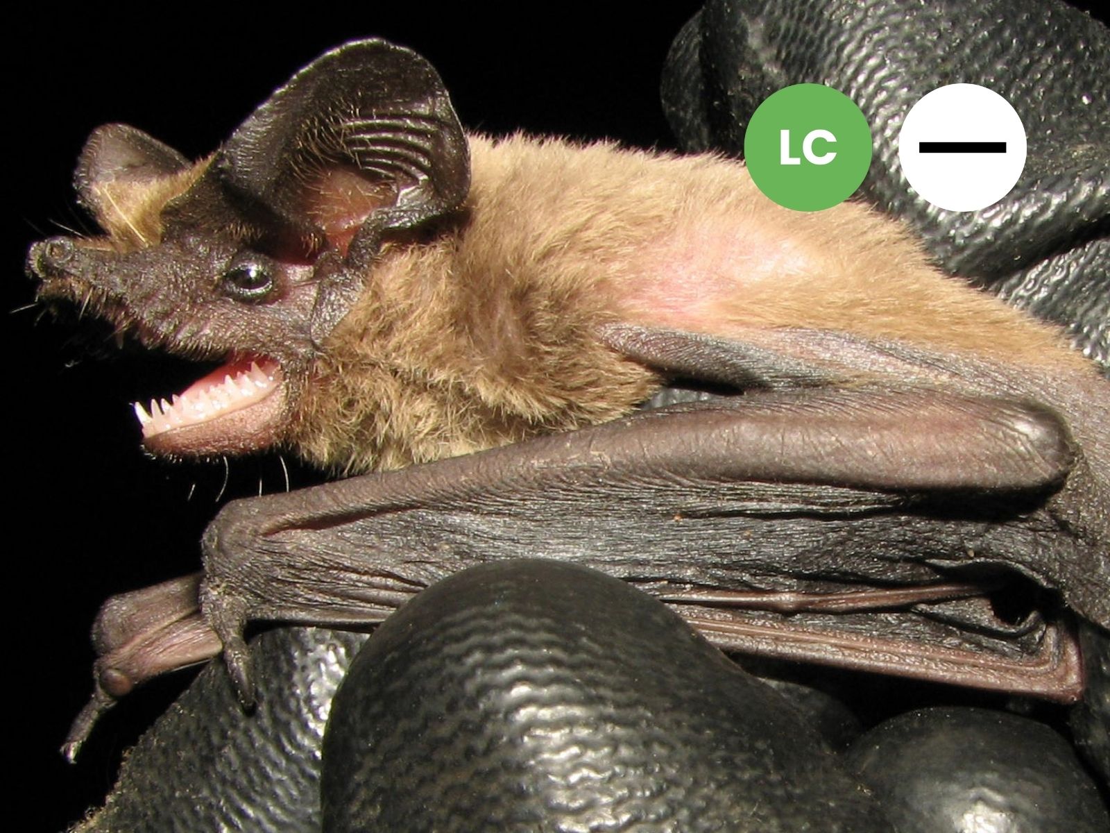 Flat-headed Free-tail Bat