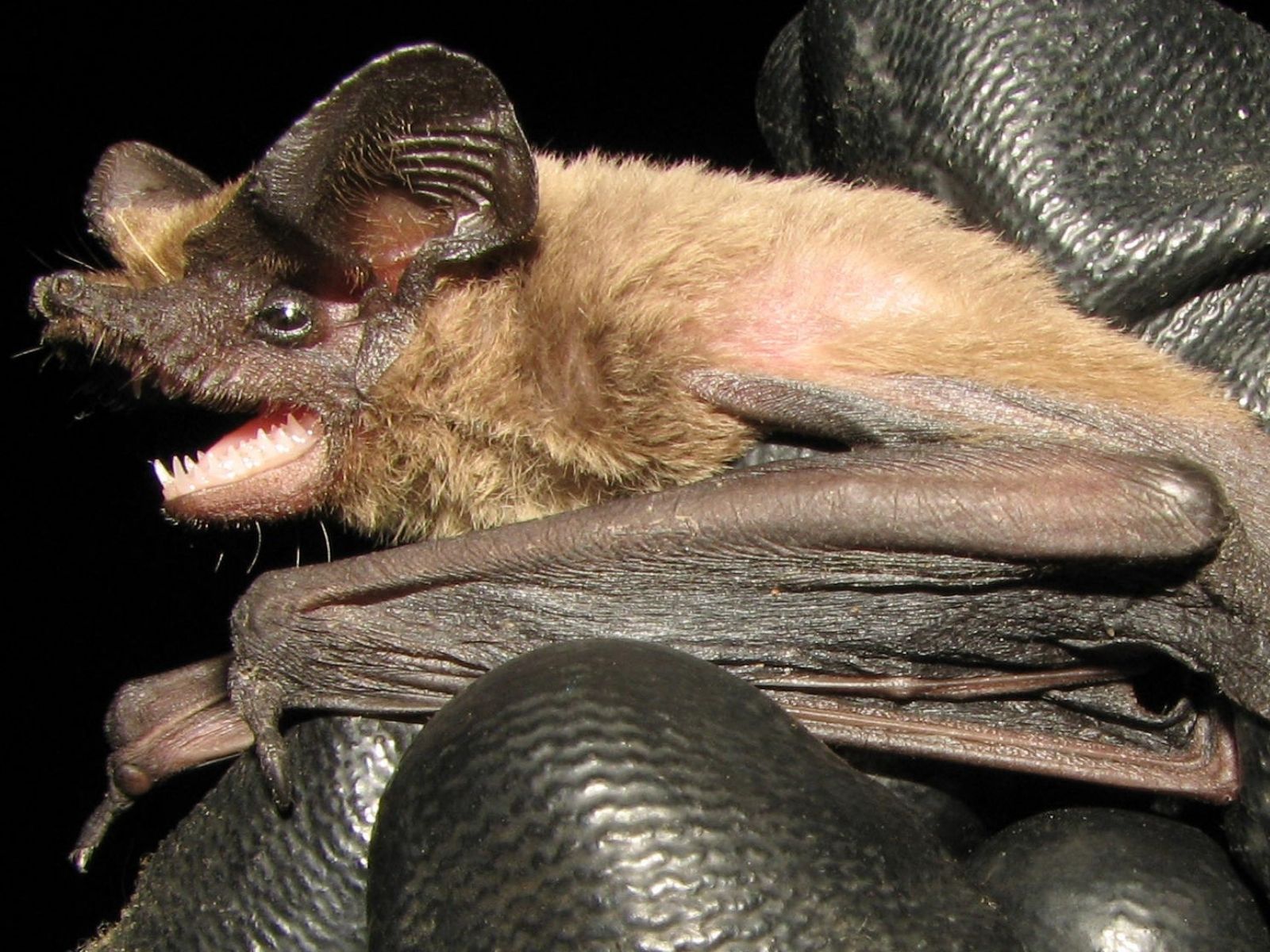 Bushveld elephant shrews Elephantulus intufi occur on Kalahari sands