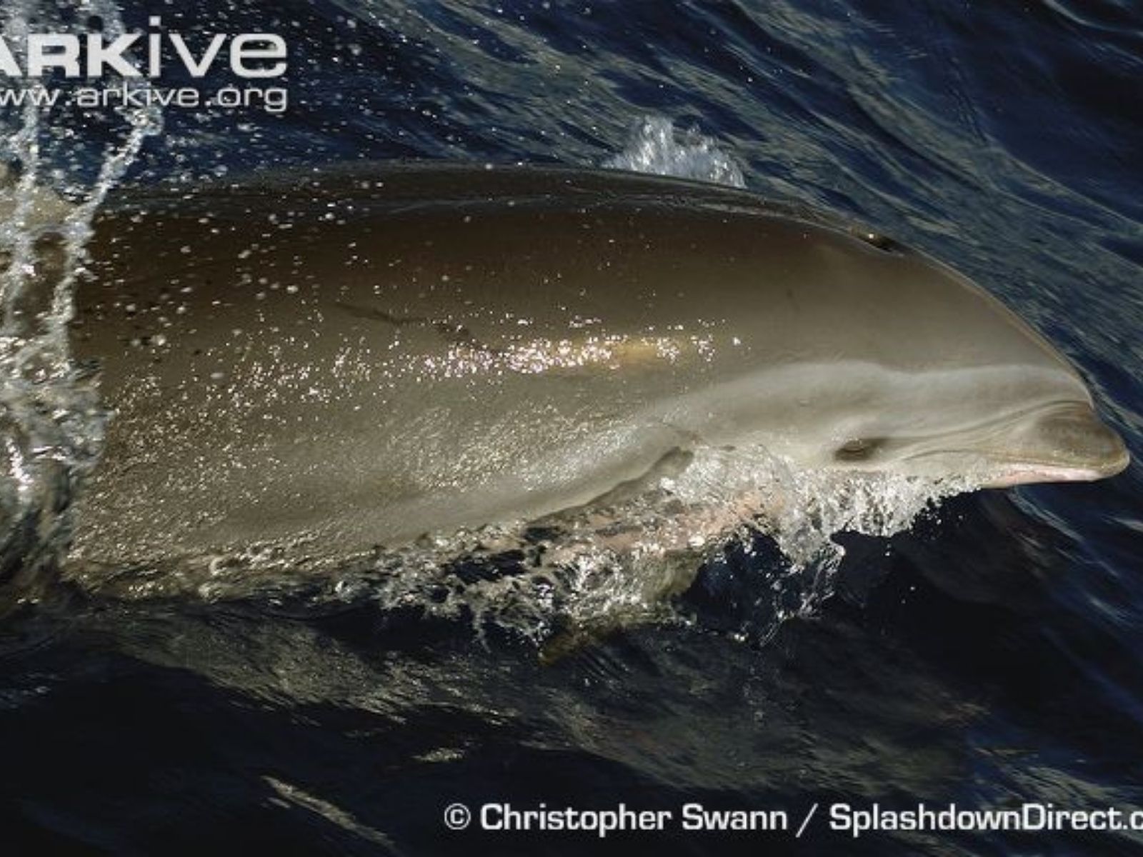 Bushveld elephant shrews Elephantulus intufi occur on Kalahari sands