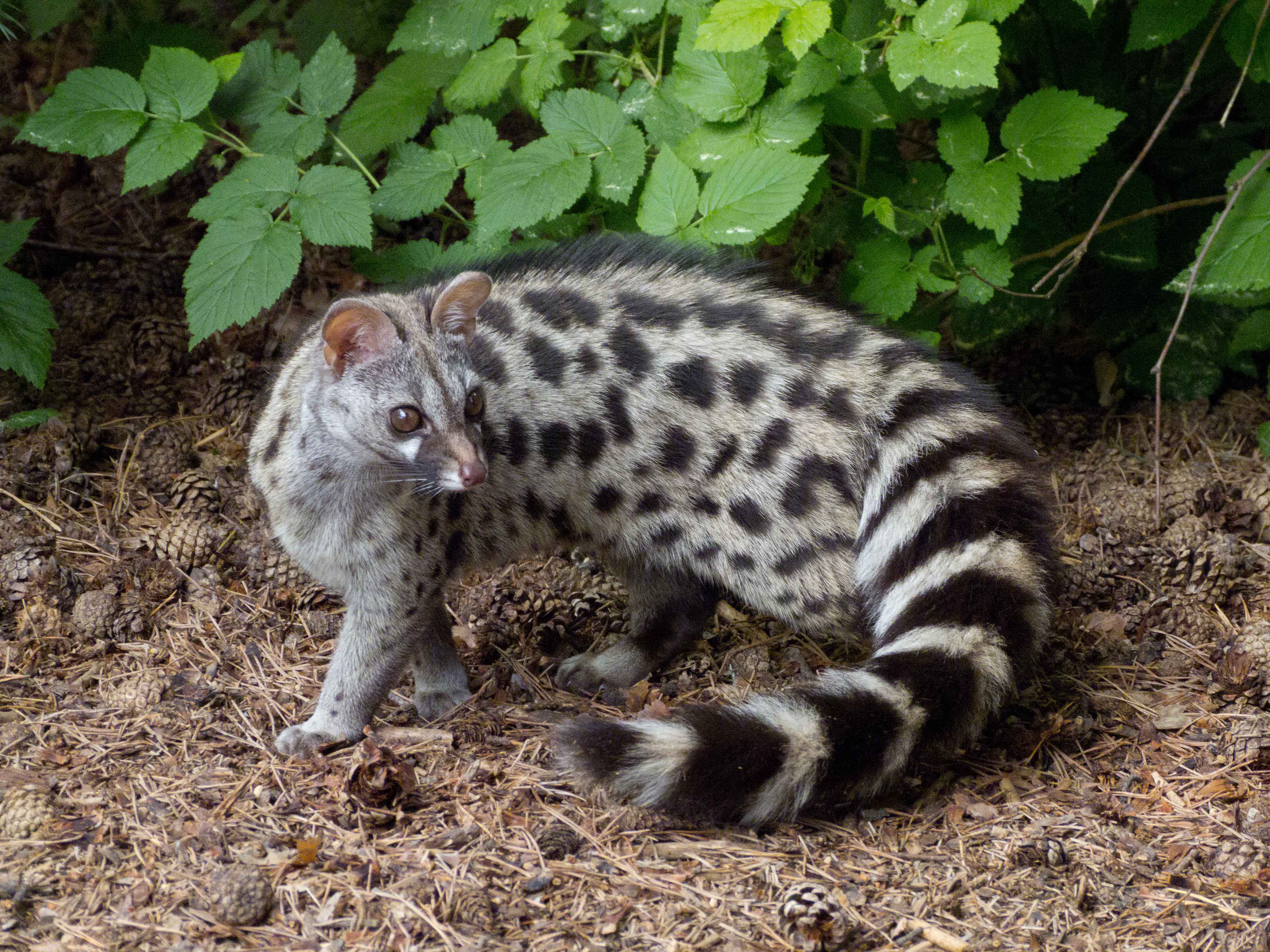 Bushveld elephant shrews Elephantulus intufi occur on Kalahari sands