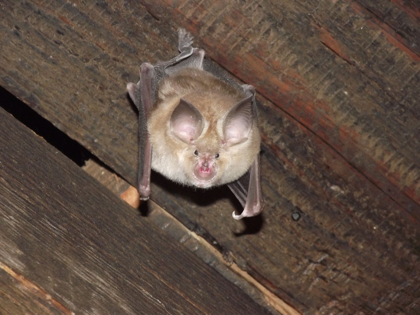 Bushveld elephant shrews Elephantulus intufi occur on Kalahari sands