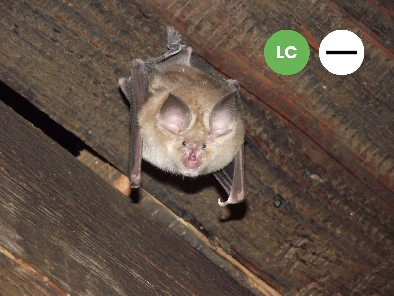 Geoffroy’s Horseshoe Bat