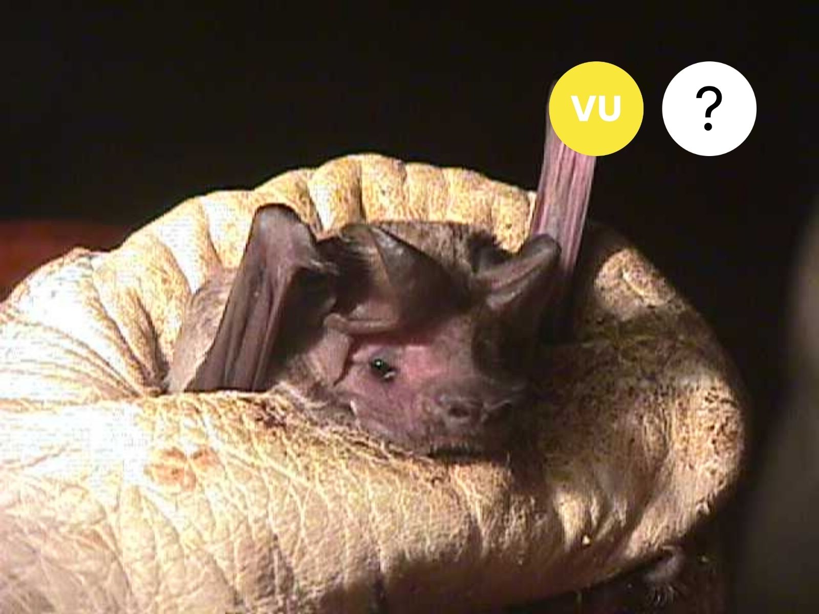 Giant Free-tailed Bat