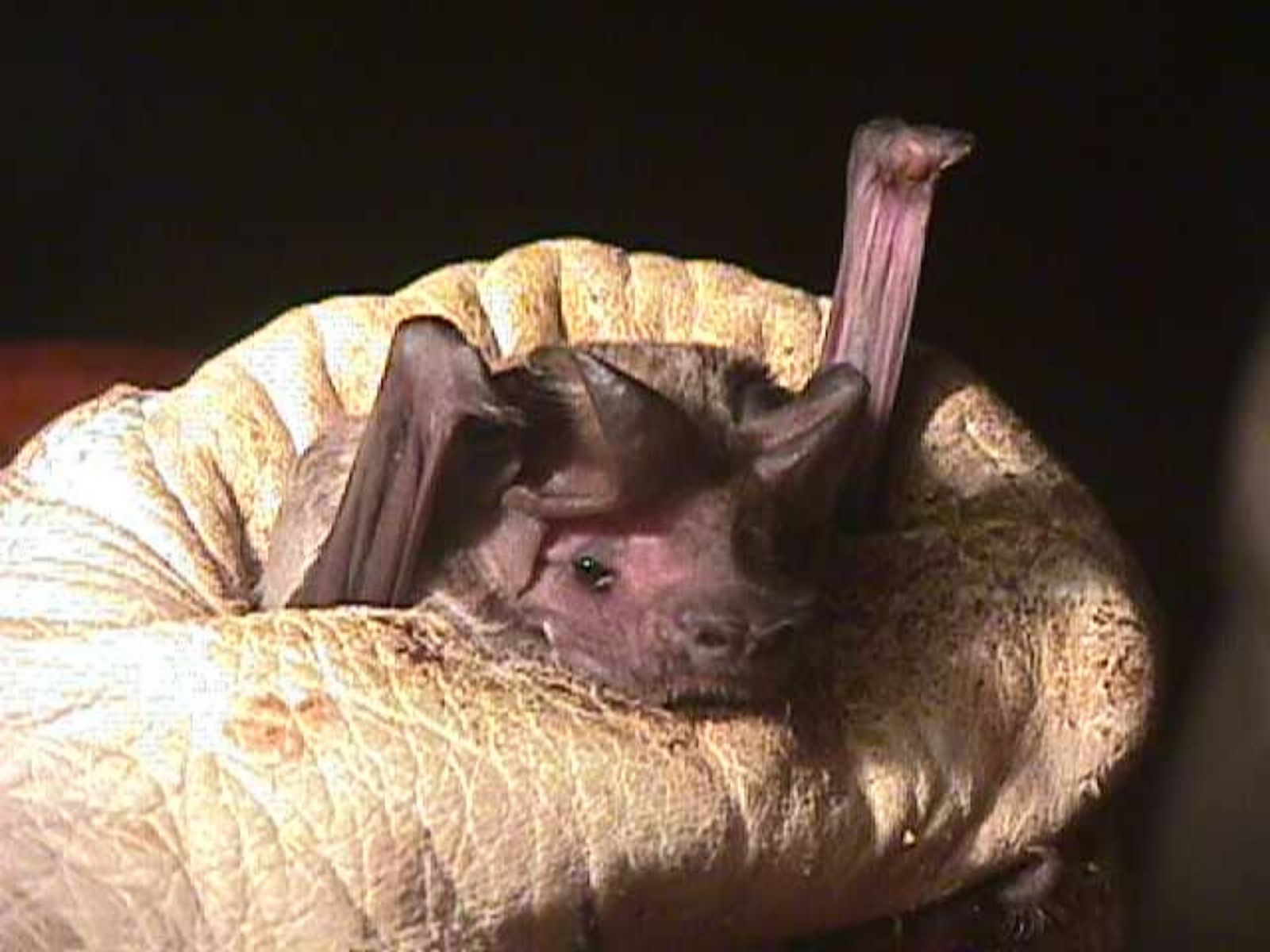 Bushveld elephant shrews Elephantulus intufi occur on Kalahari sands