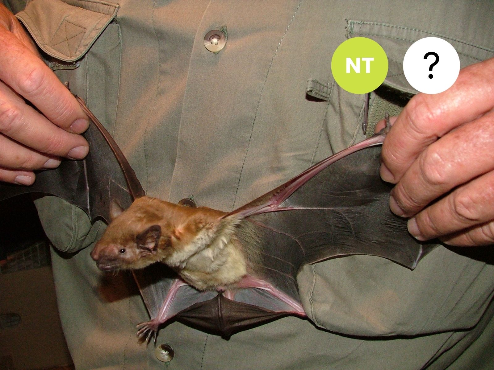 Giant Yellow House Bat