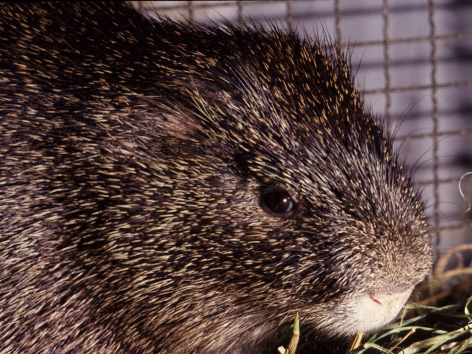 Bushveld elephant shrews Elephantulus intufi occur on Kalahari sands