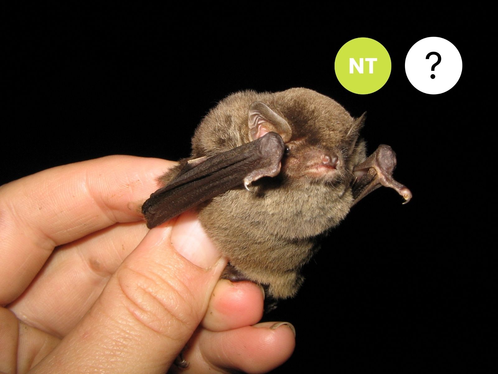 Greater Long-fingered bat