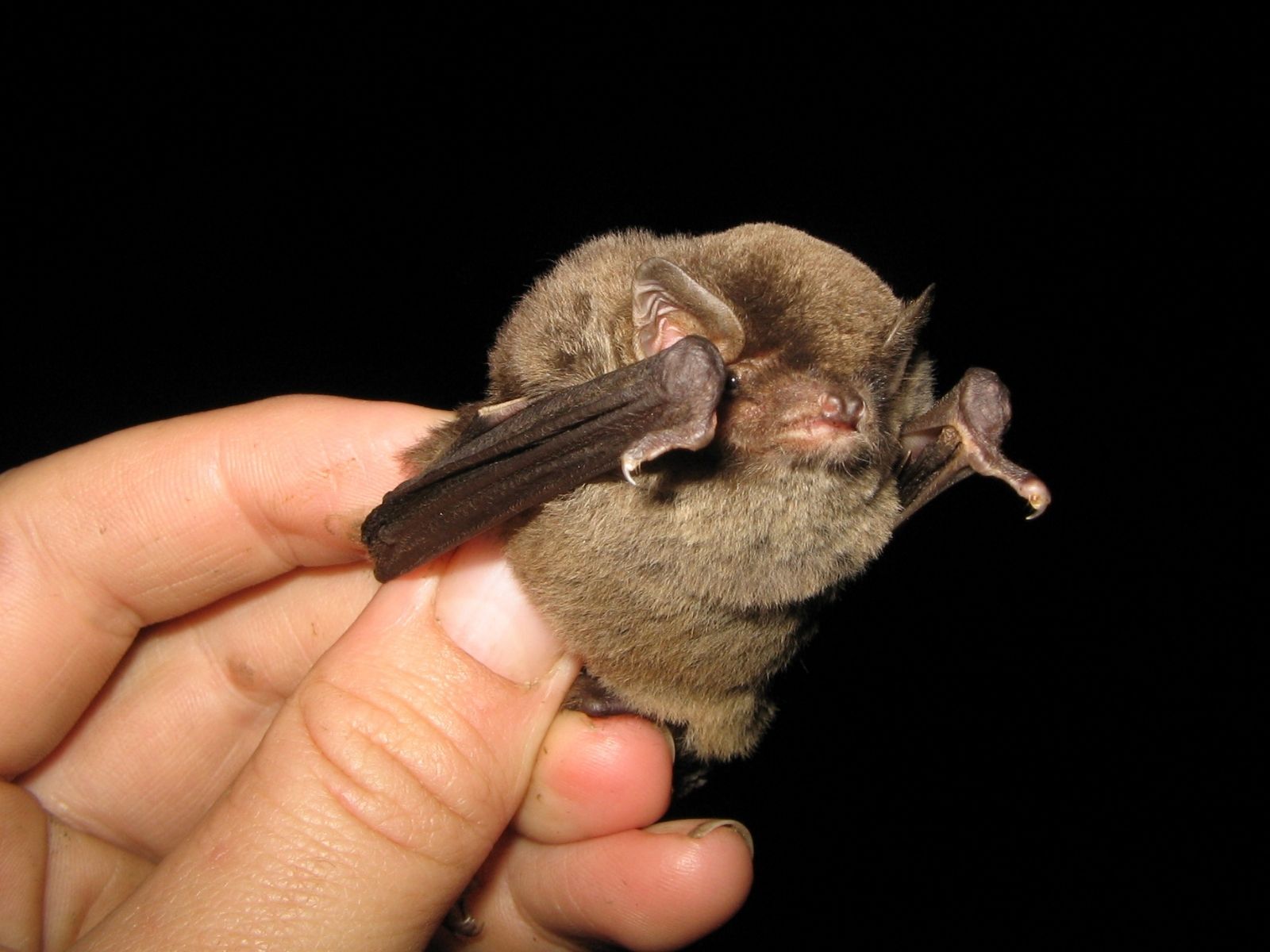 Bushveld elephant shrews Elephantulus intufi occur on Kalahari sands