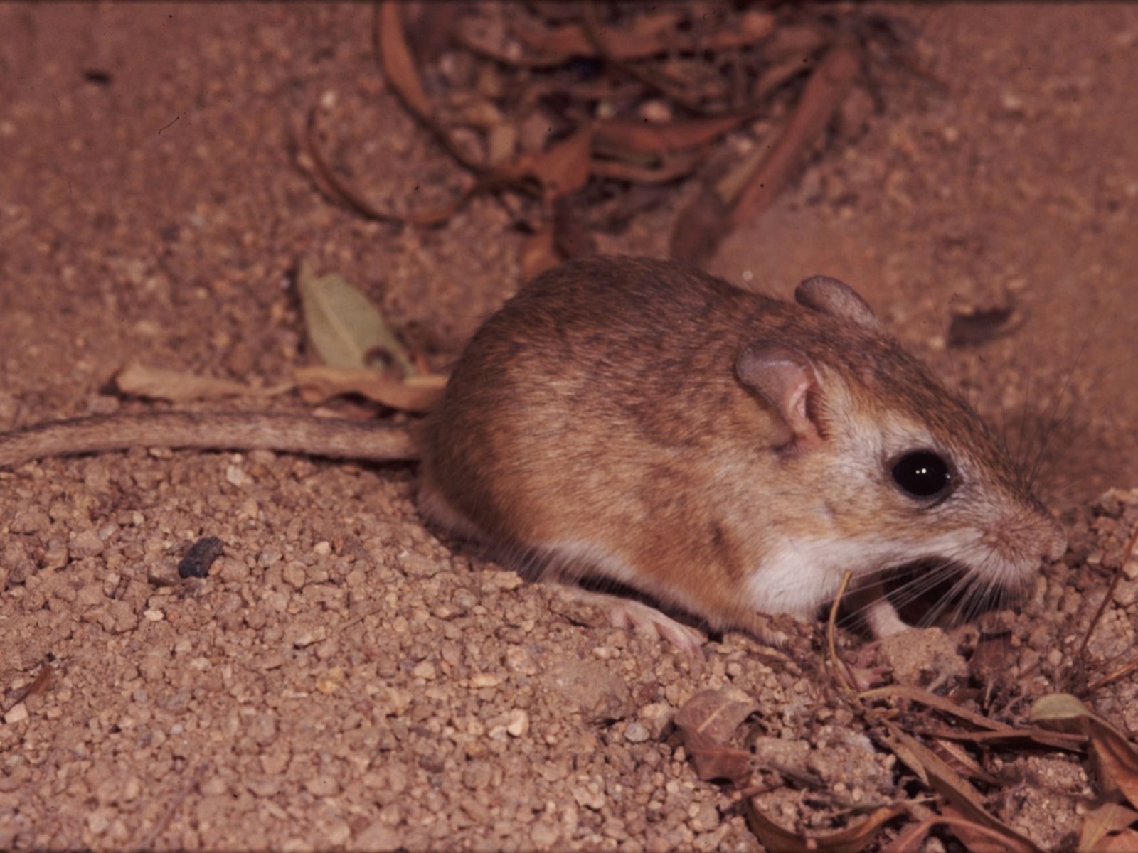Bushveld elephant shrews Elephantulus intufi occur on Kalahari sands