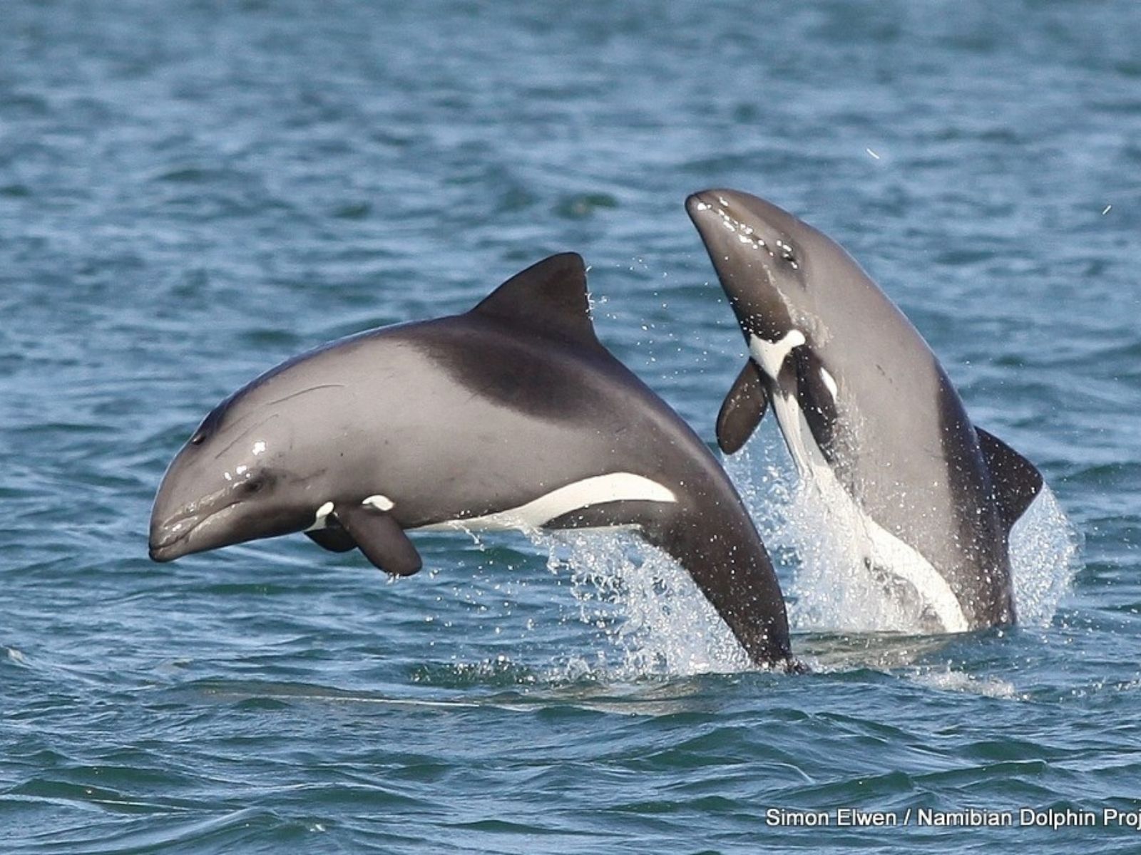 Bushveld elephant shrews Elephantulus intufi occur on Kalahari sands