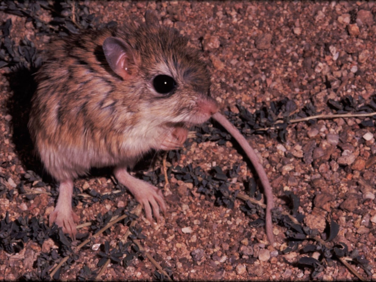 Bushveld elephant shrews Elephantulus intufi occur on Kalahari sands