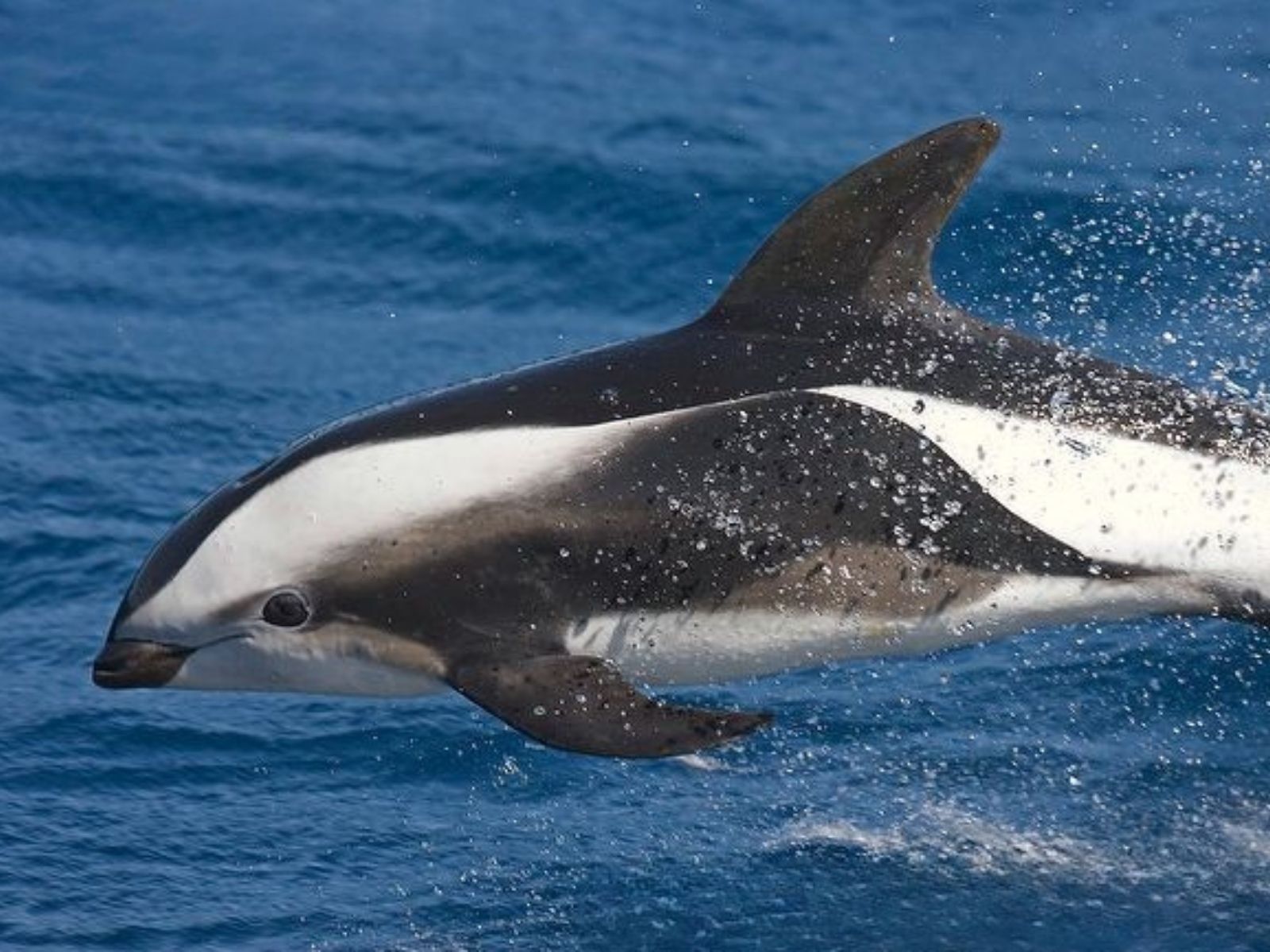 Bushveld elephant shrews Elephantulus intufi occur on Kalahari sands
