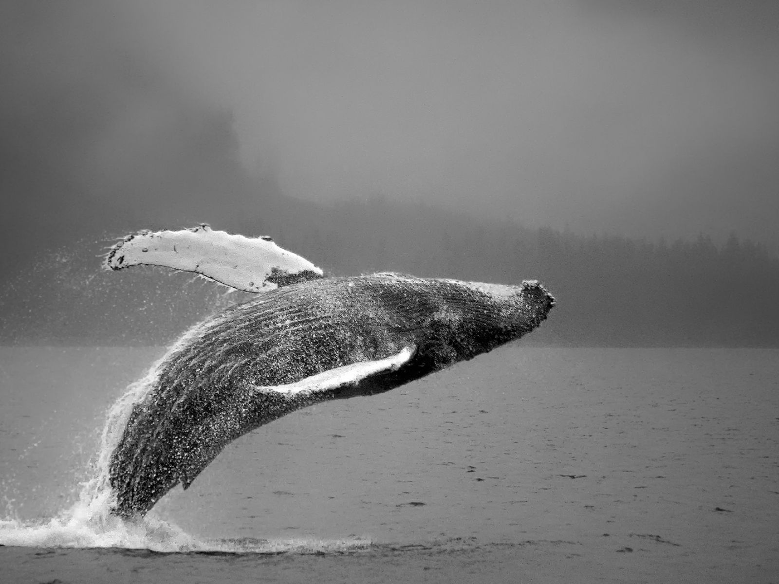 Bushveld elephant shrews Elephantulus intufi occur on Kalahari sands