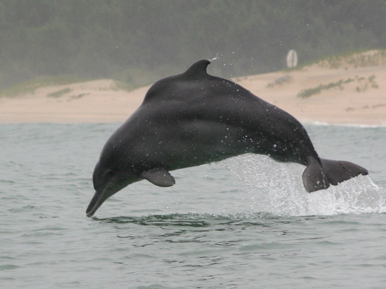 Bushveld elephant shrews Elephantulus intufi occur on Kalahari sands