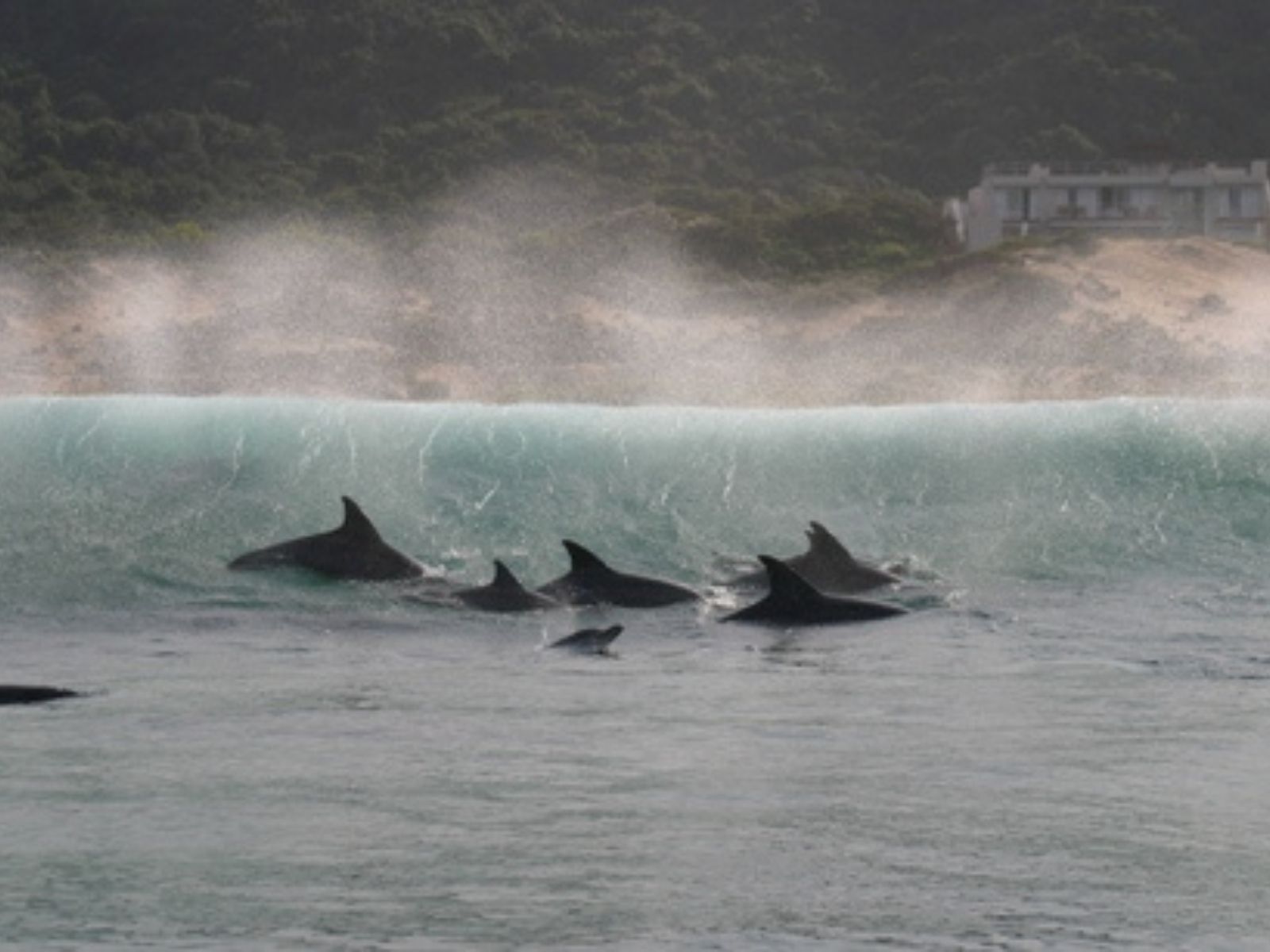 Bushveld elephant shrews Elephantulus intufi occur on Kalahari sands