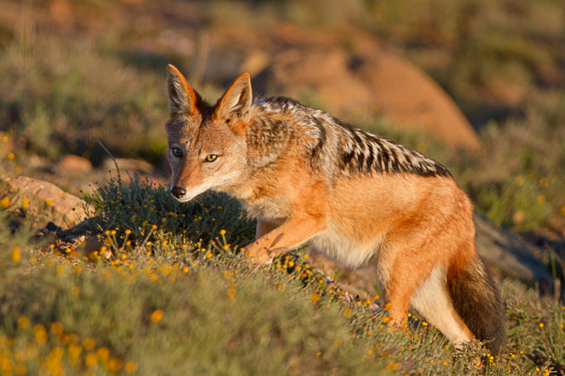 Bushveld elephant shrews Elephantulus intufi occur on Kalahari sands