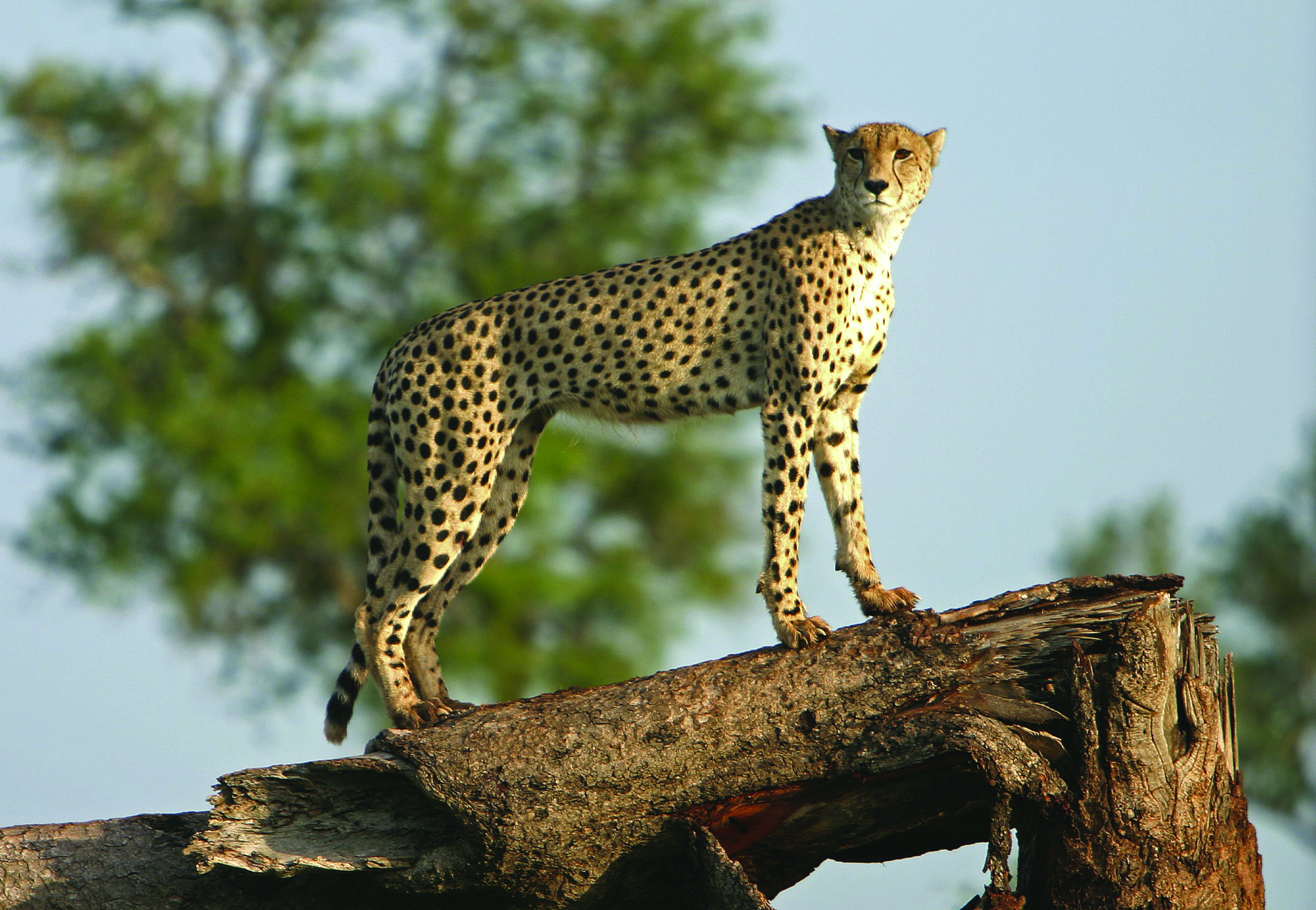 Bushveld elephant shrews Elephantulus intufi occur on Kalahari sands