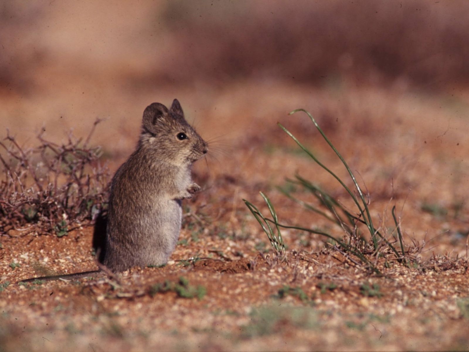 Bushveld elephant shrews Elephantulus intufi occur on Kalahari sands