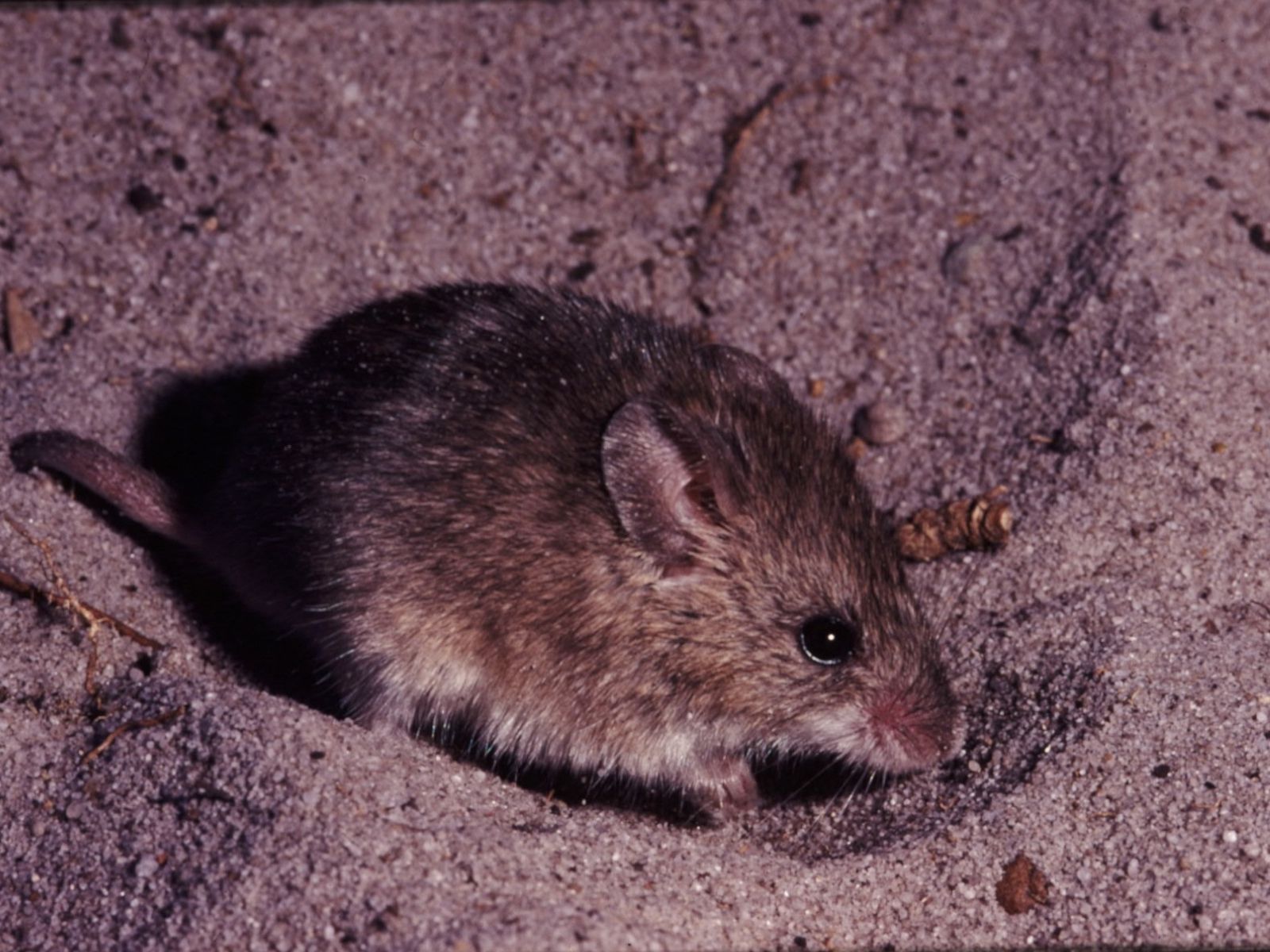 Bushveld elephant shrews Elephantulus intufi occur on Kalahari sands