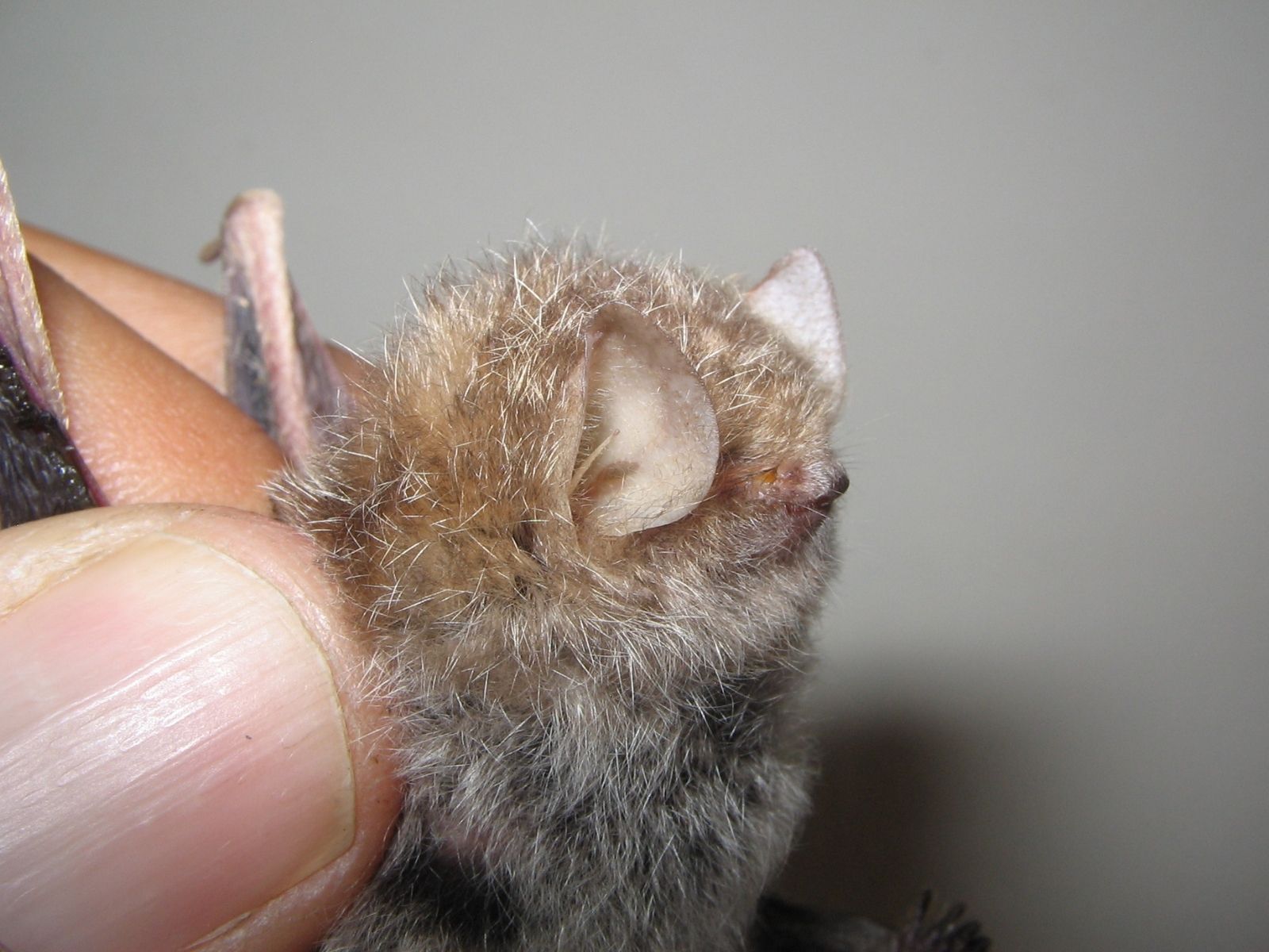 Bushveld elephant shrews Elephantulus intufi occur on Kalahari sands