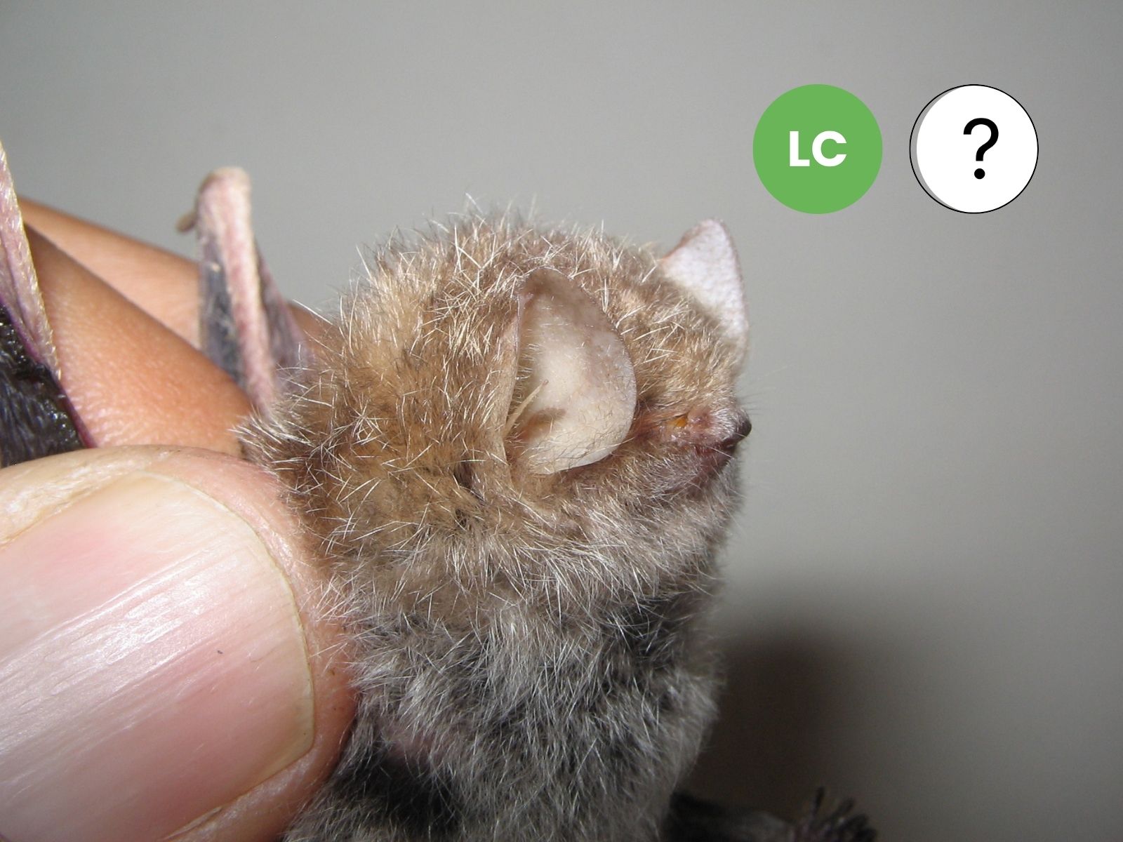 Lesser Woolly Bat