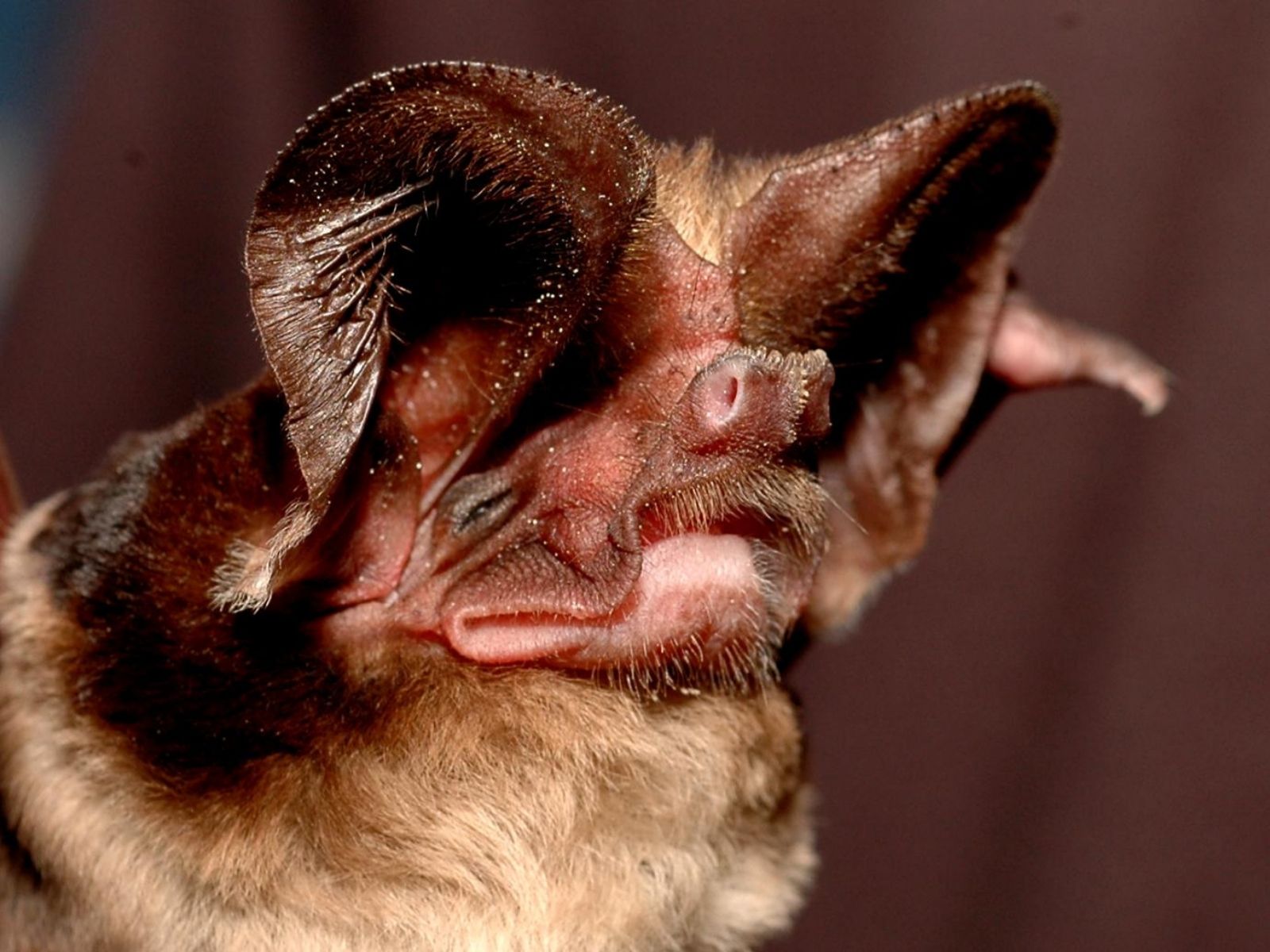 Bushveld elephant shrews Elephantulus intufi occur on Kalahari sands