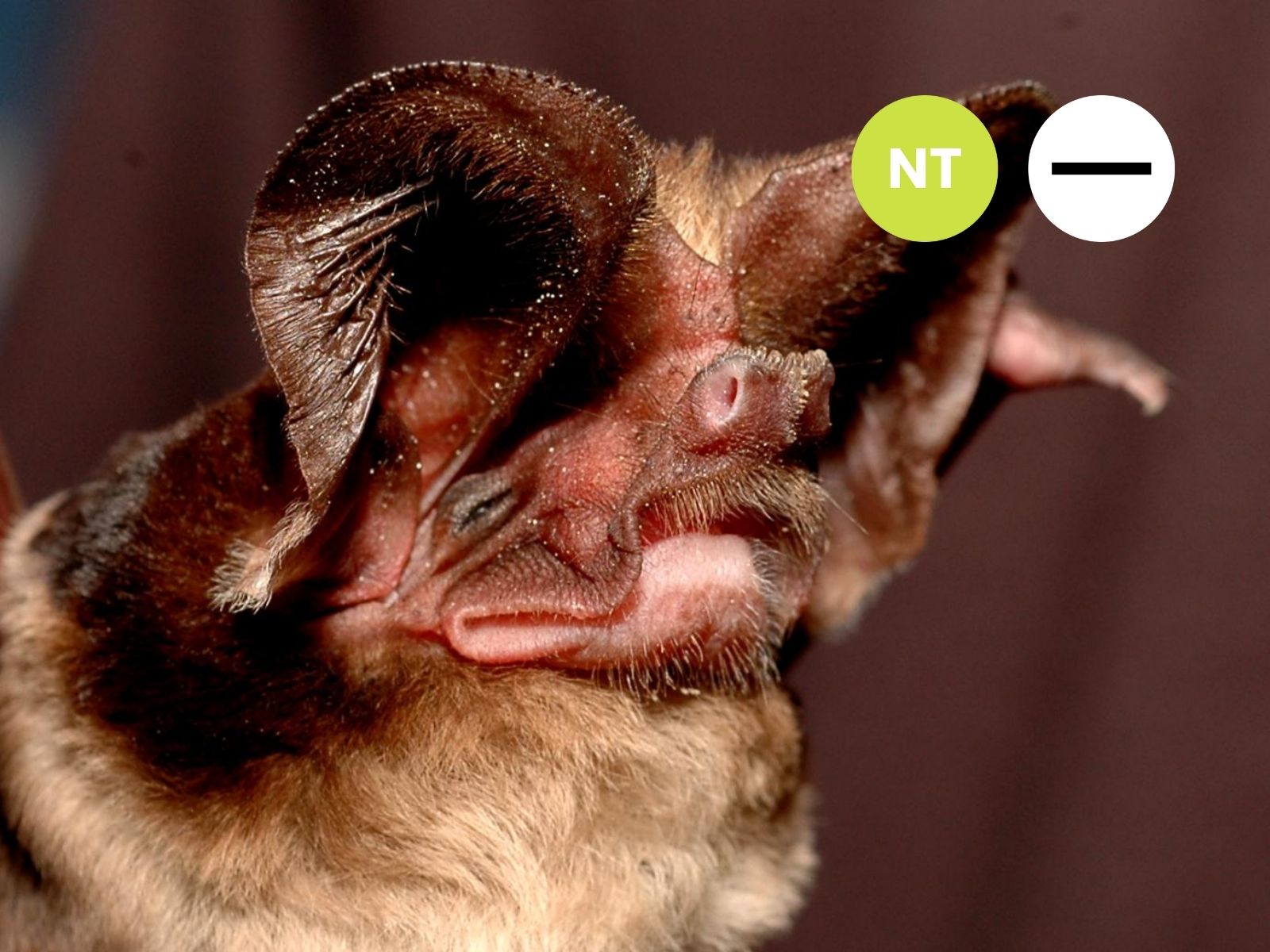 Large-eared free-tailed bat