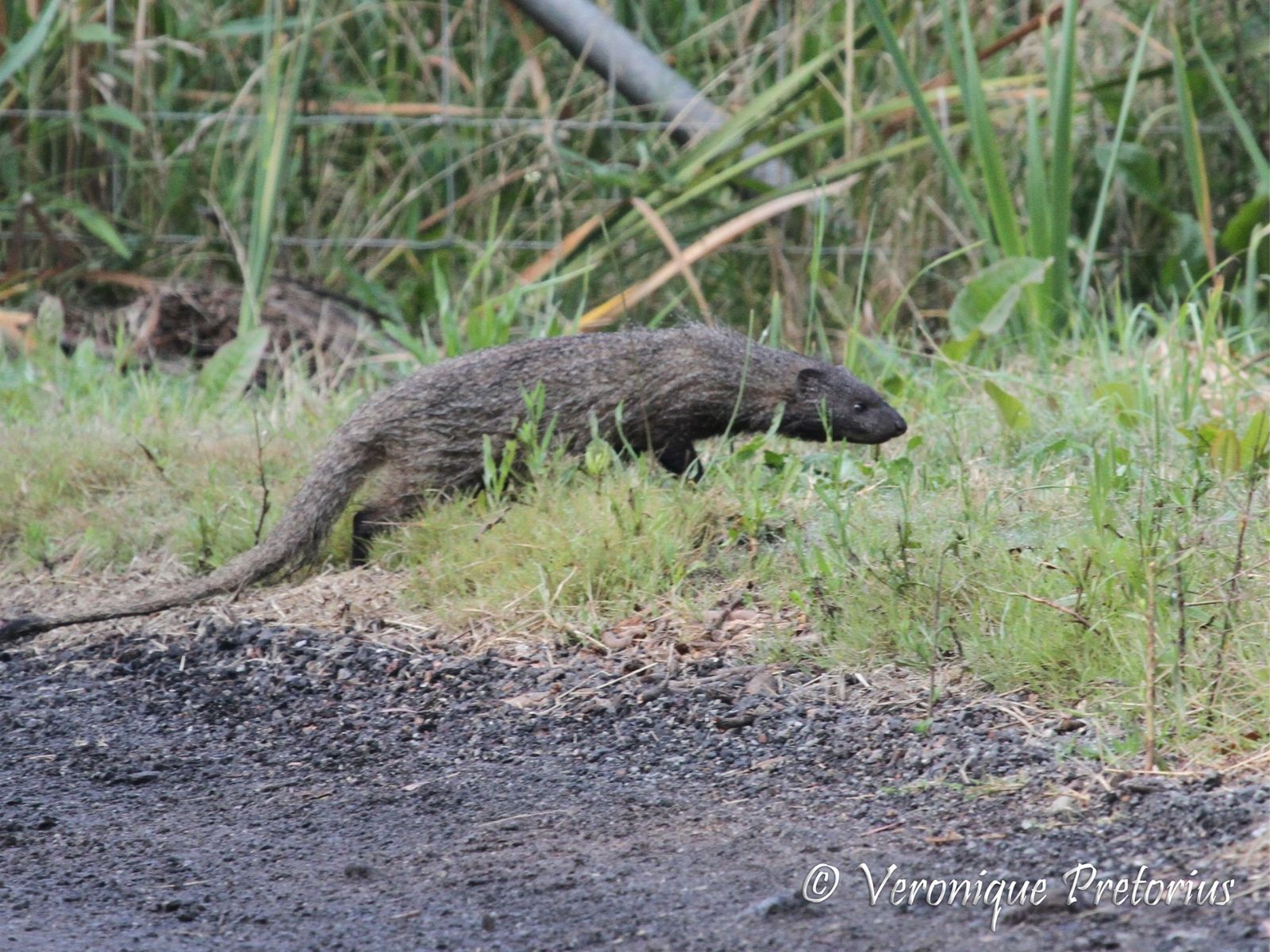 Bushveld elephant shrews Elephantulus intufi occur on Kalahari sands