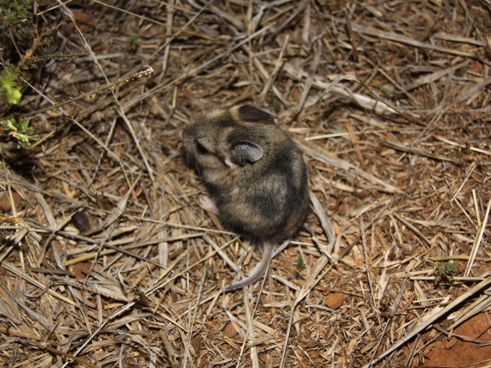 Bushveld elephant shrews Elephantulus intufi occur on Kalahari sands