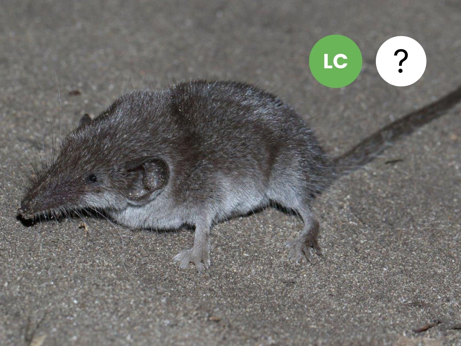 Least Dwarf Shrew