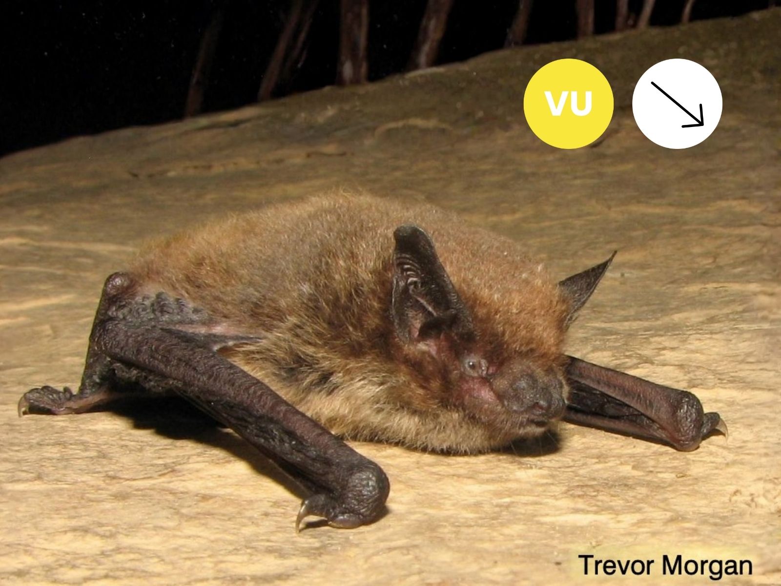 Lesueur’s Hairy Bat