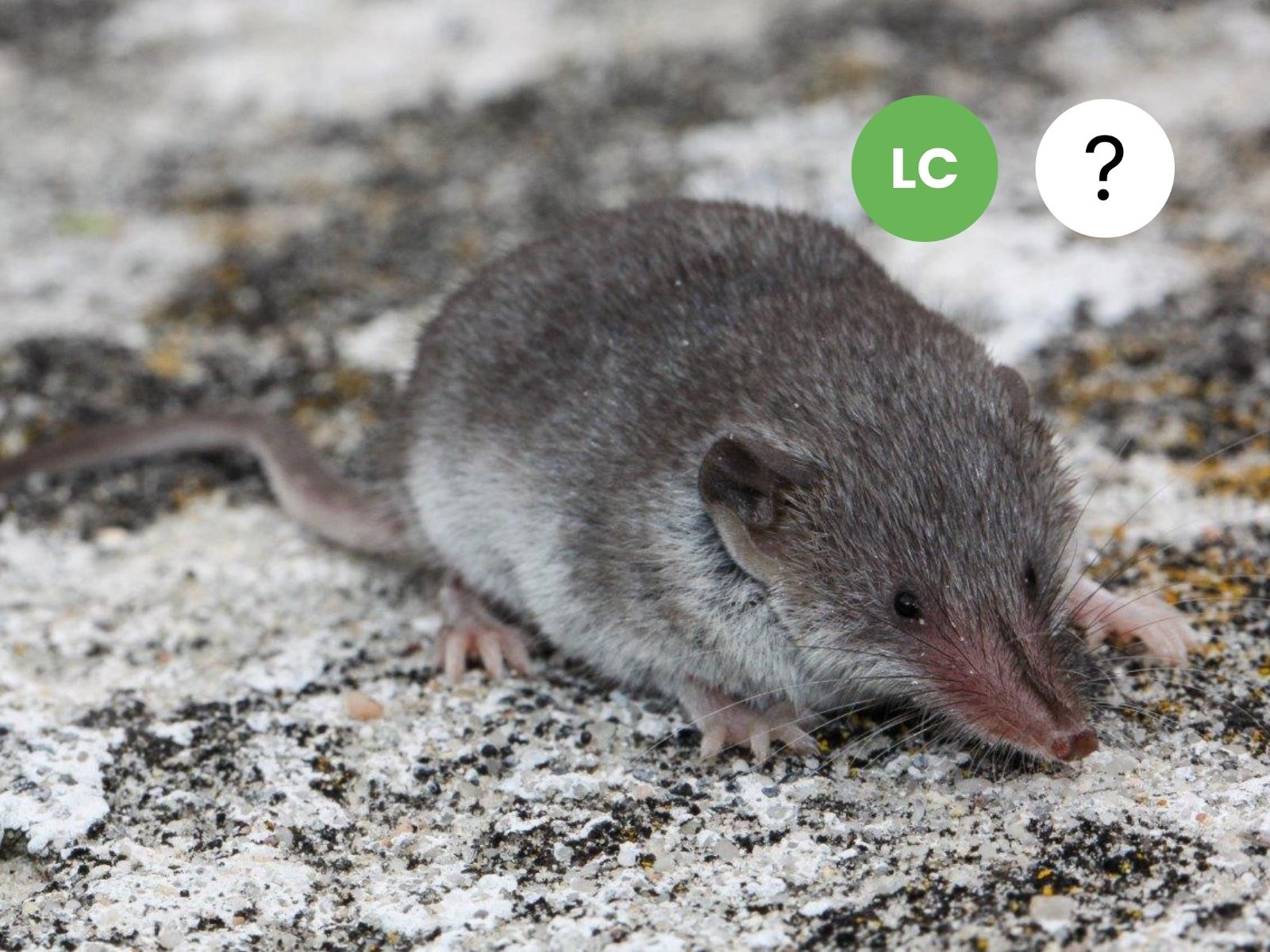 Lesser Dwarf Shrew