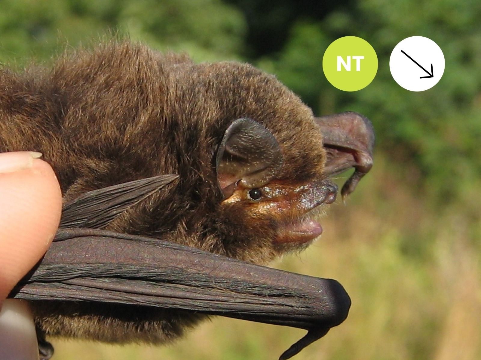Lesser Long-fingered Bat
