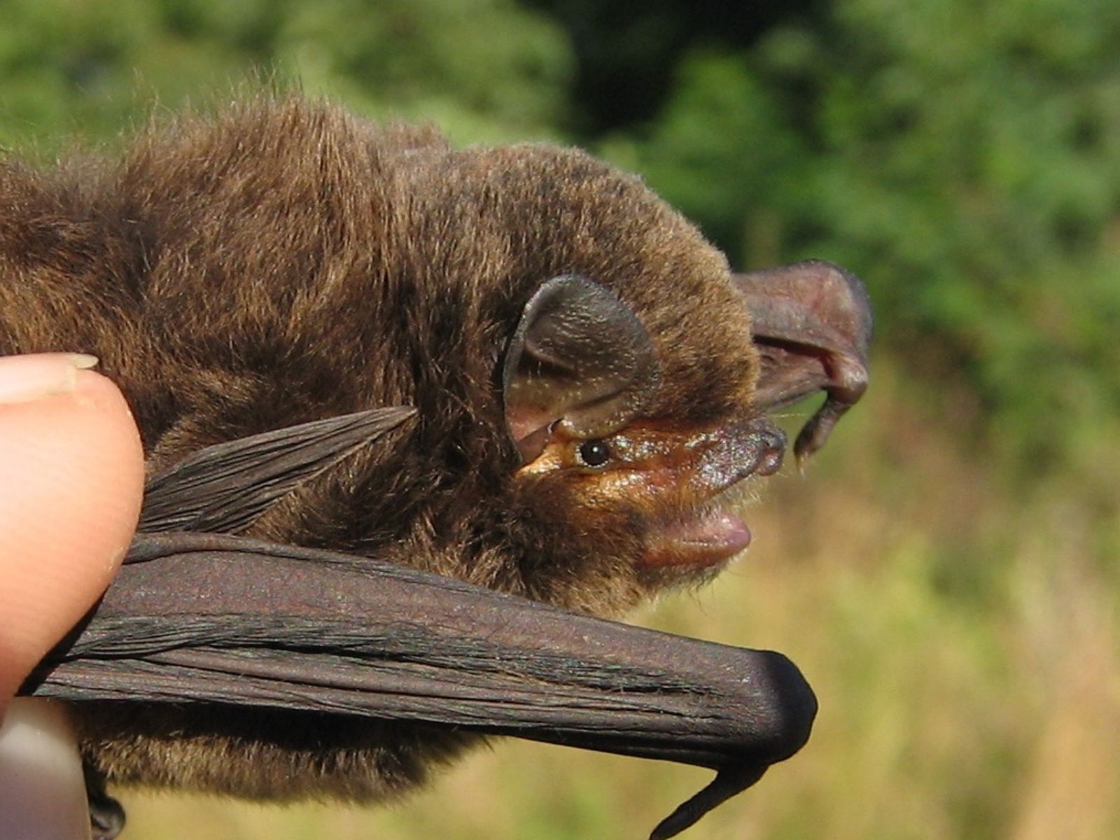 Bushveld elephant shrews Elephantulus intufi occur on Kalahari sands