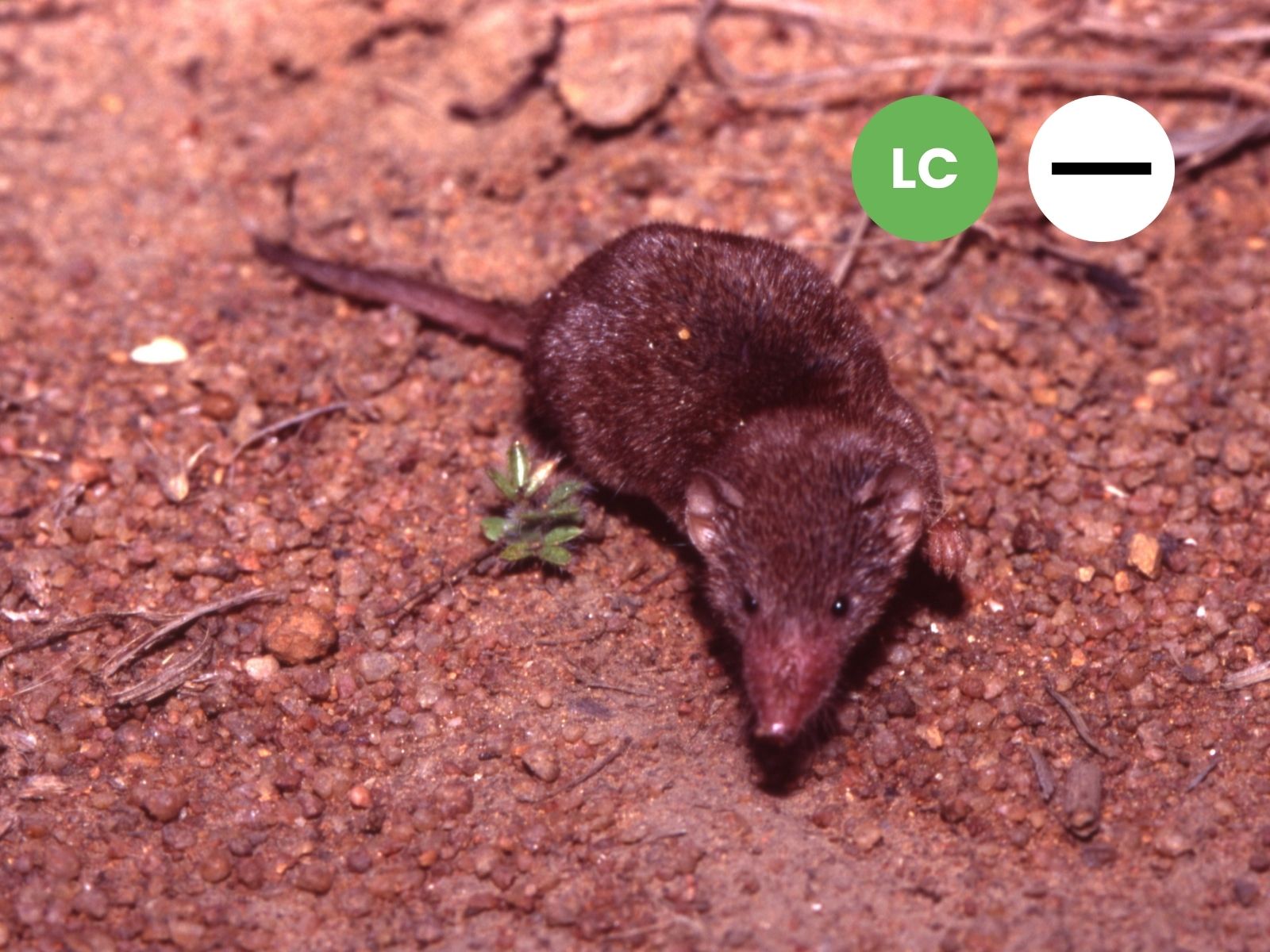 Lesser Red Musk Shrew