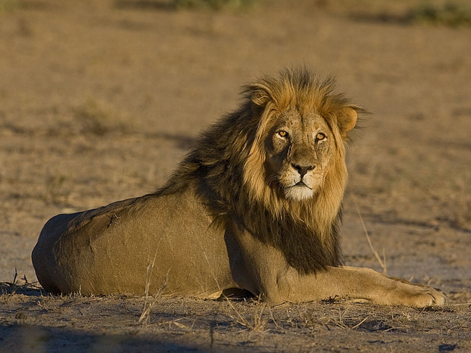 Bushveld elephant shrews Elephantulus intufi occur on Kalahari sands