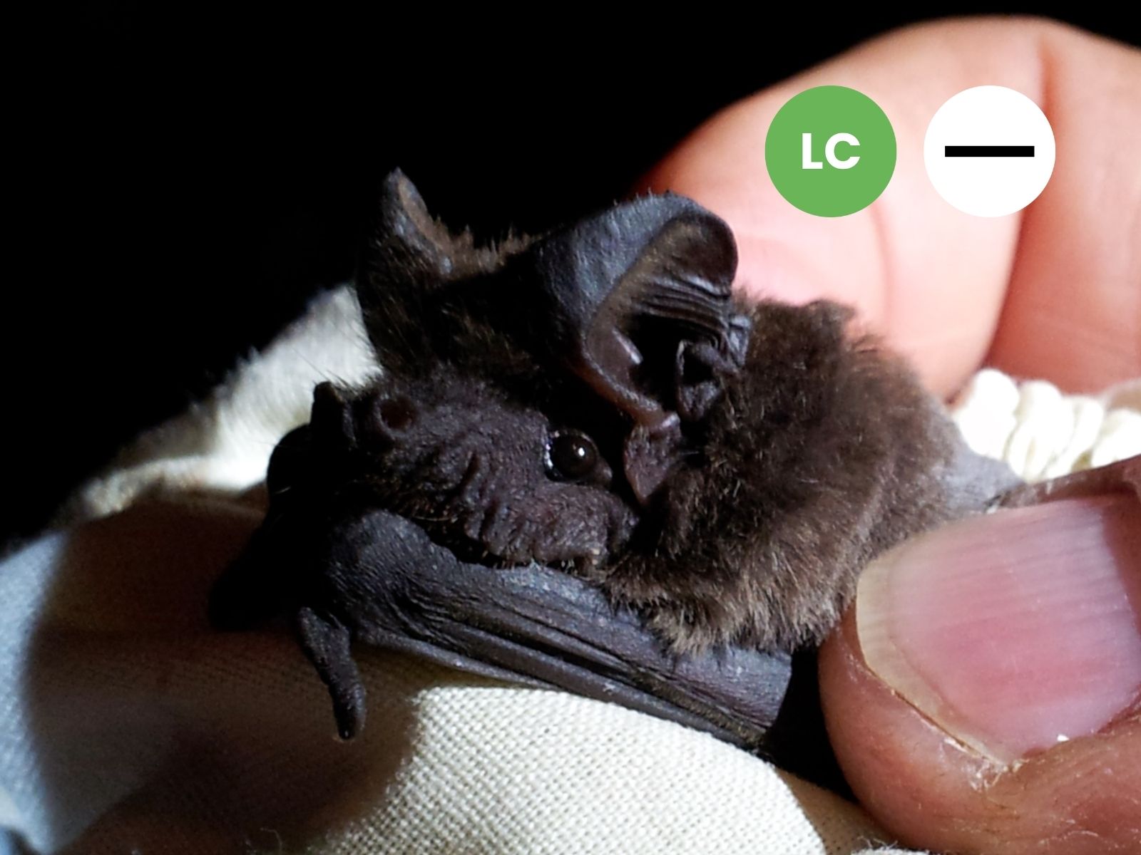 Little Free-tailed Bat