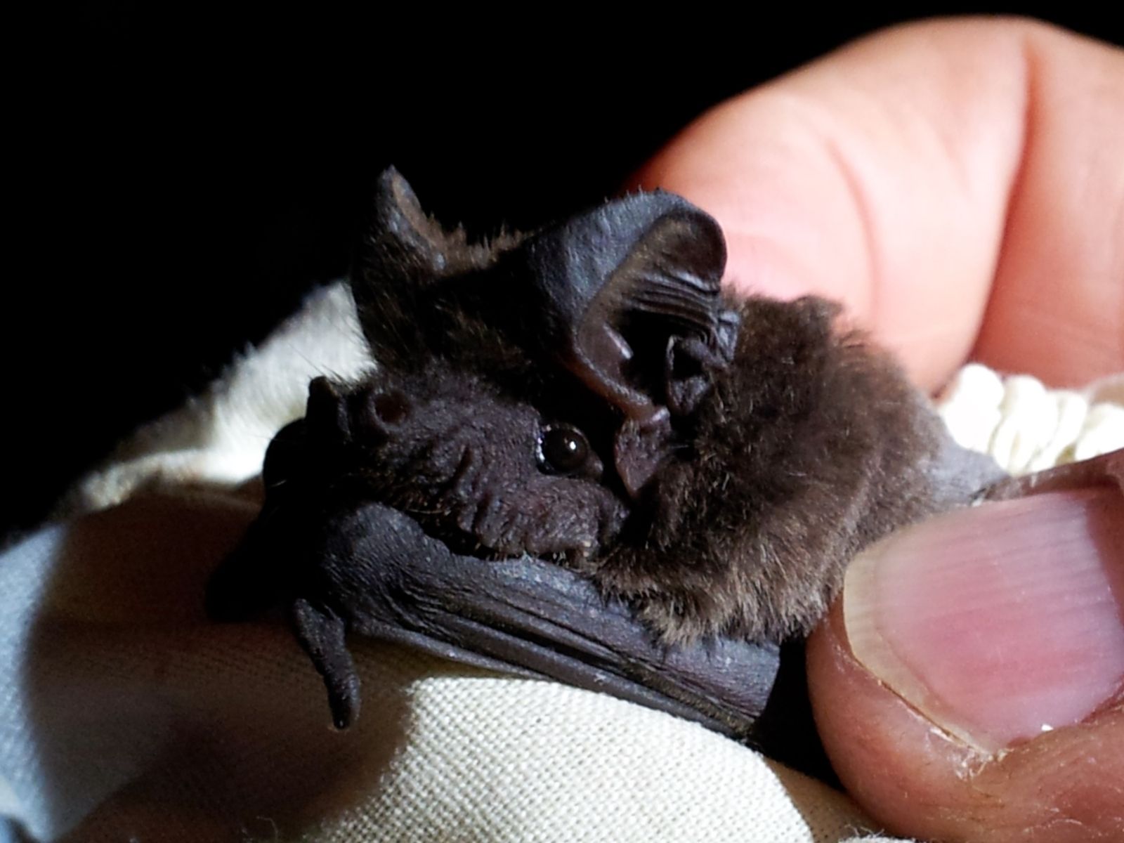 Bushveld elephant shrews Elephantulus intufi occur on Kalahari sands