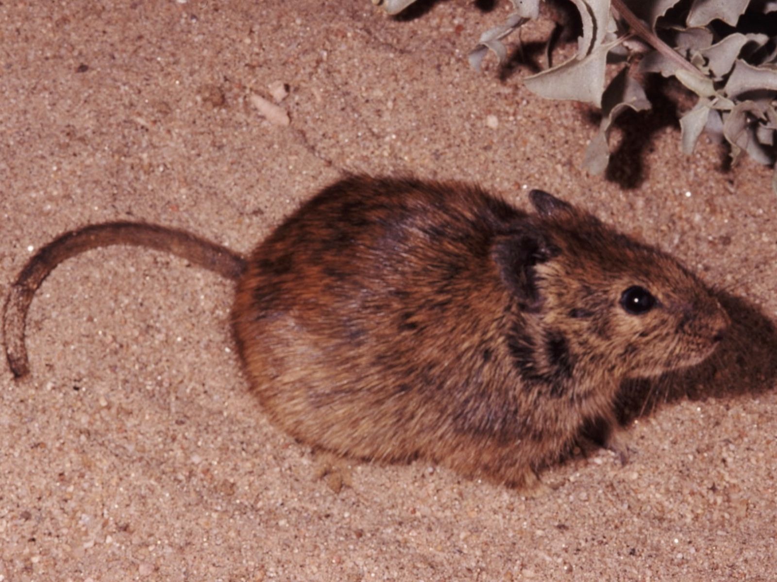 Bushveld elephant shrews Elephantulus intufi occur on Kalahari sands