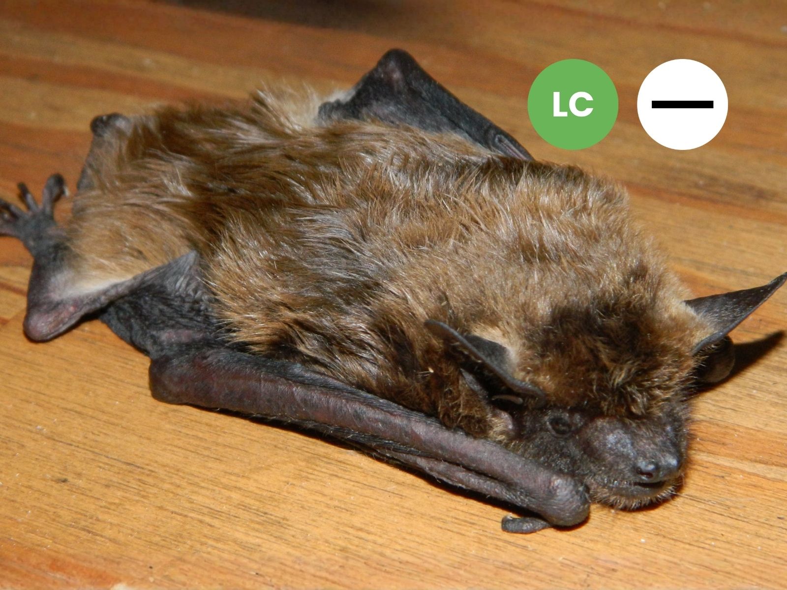 Long-tailed Serotine Bat