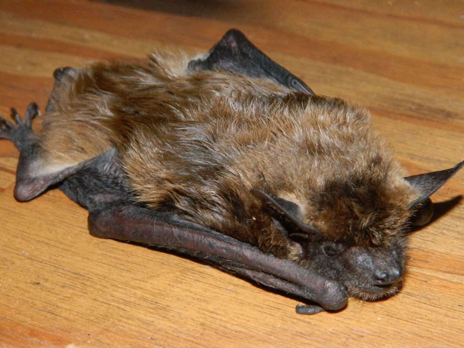 Bushveld elephant shrews Elephantulus intufi occur on Kalahari sands