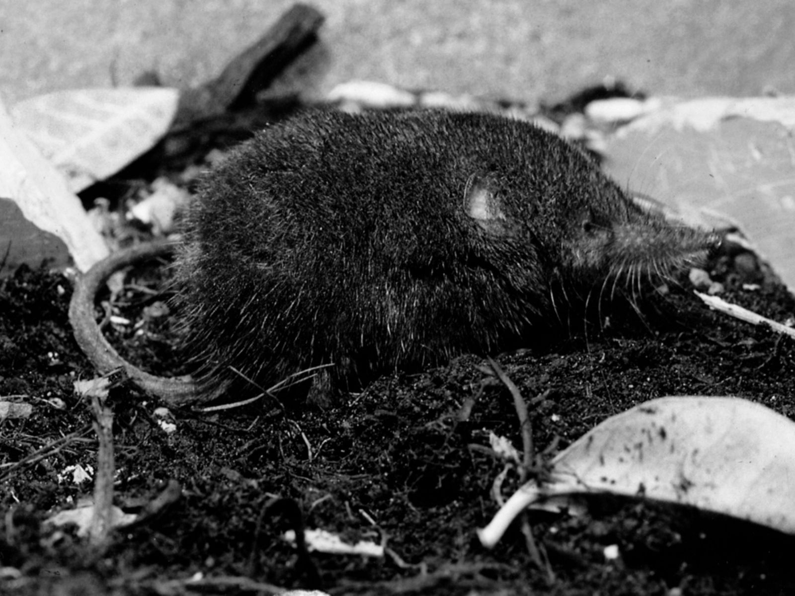 Bushveld elephant shrews Elephantulus intufi occur on Kalahari sands